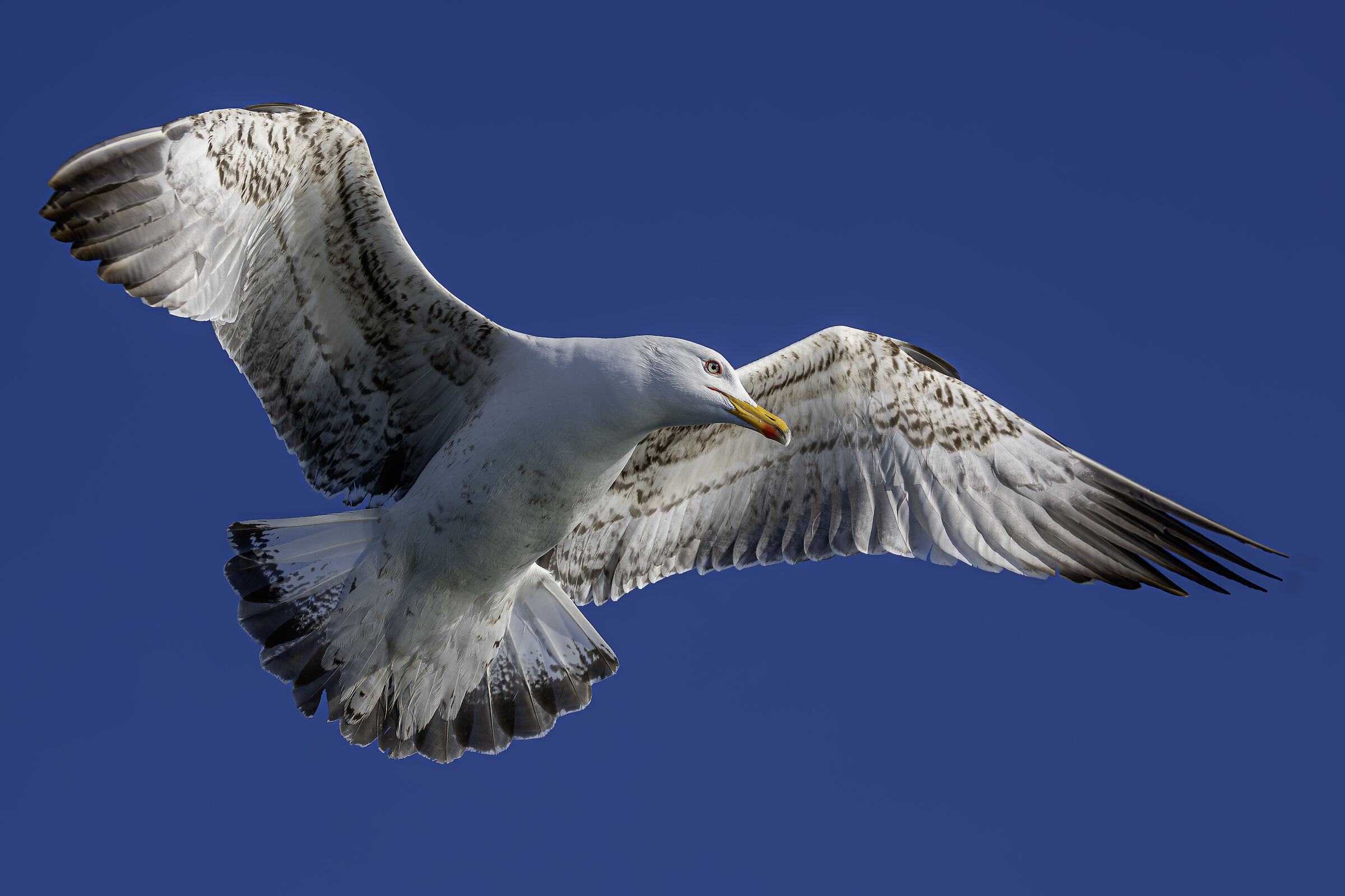 Herring gull