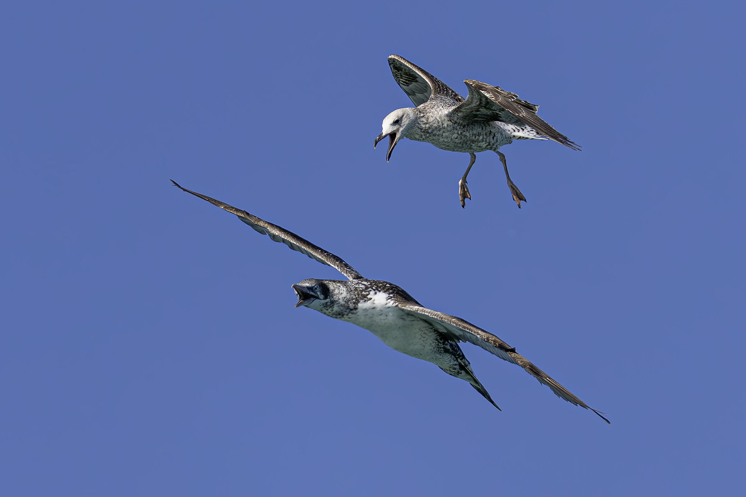 Young gannet