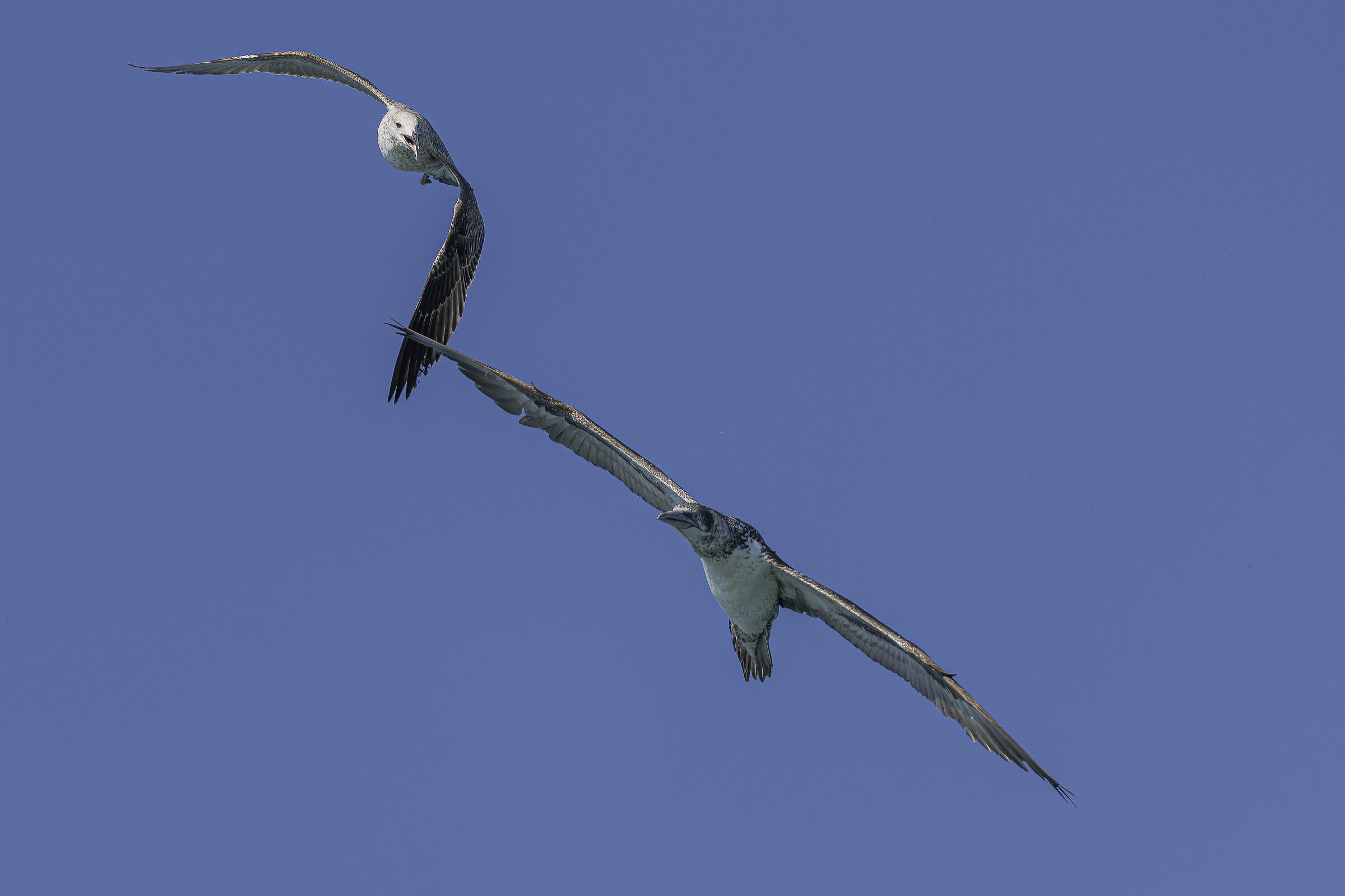 Young gannet