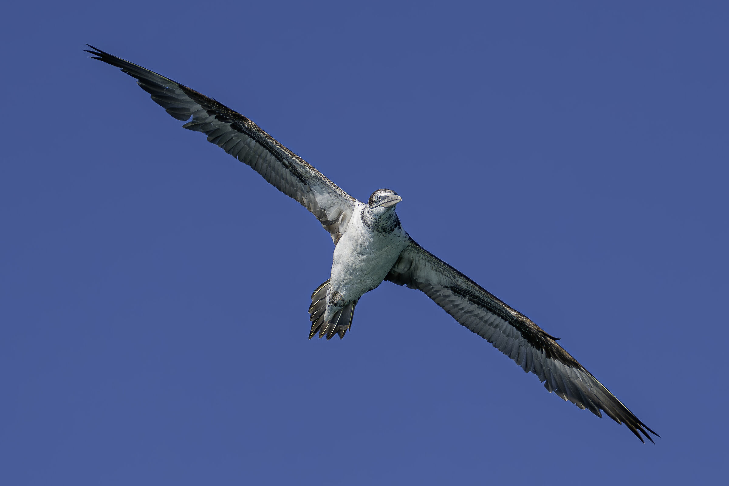 Young gannet