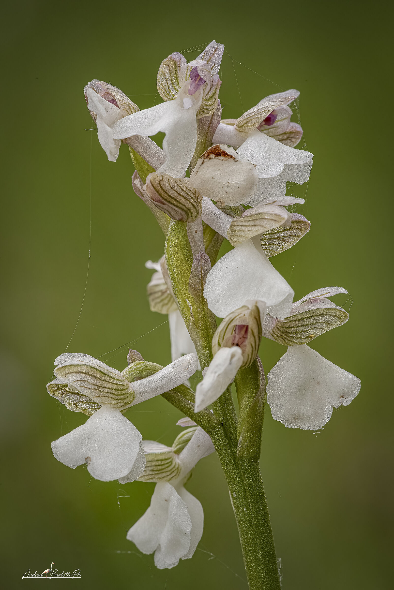 Anacampis morio apochromatic