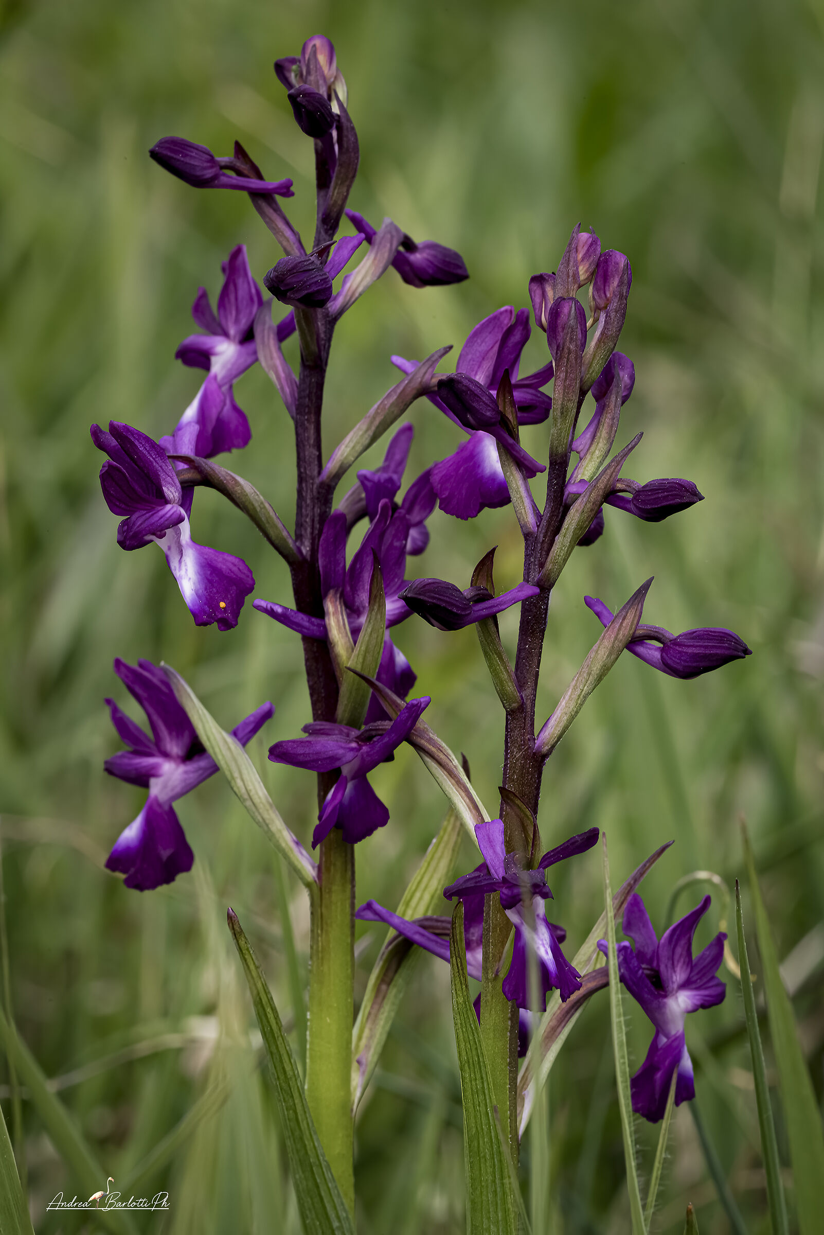 Anacampis laxiflora