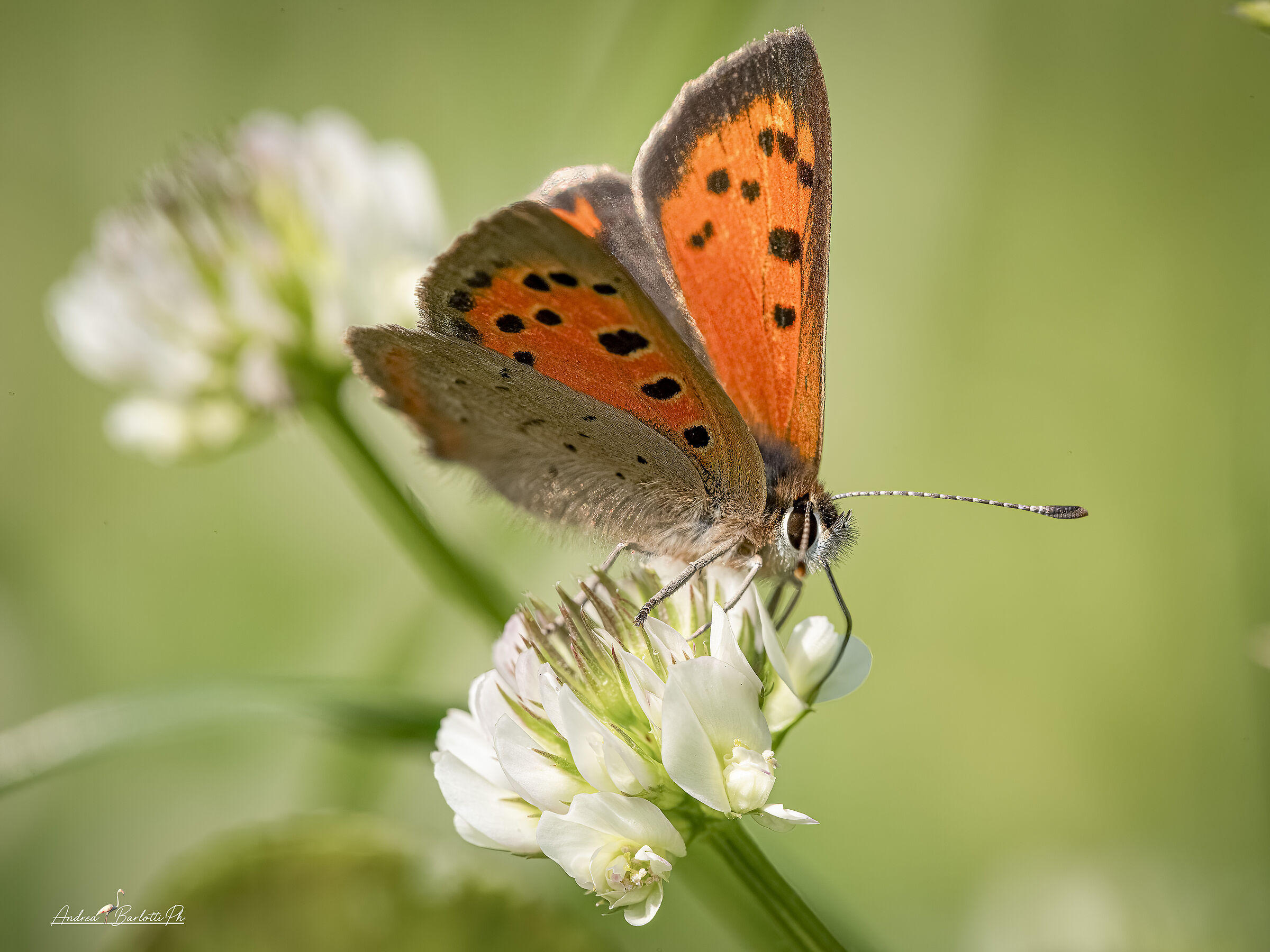Lycaena phlaeas
