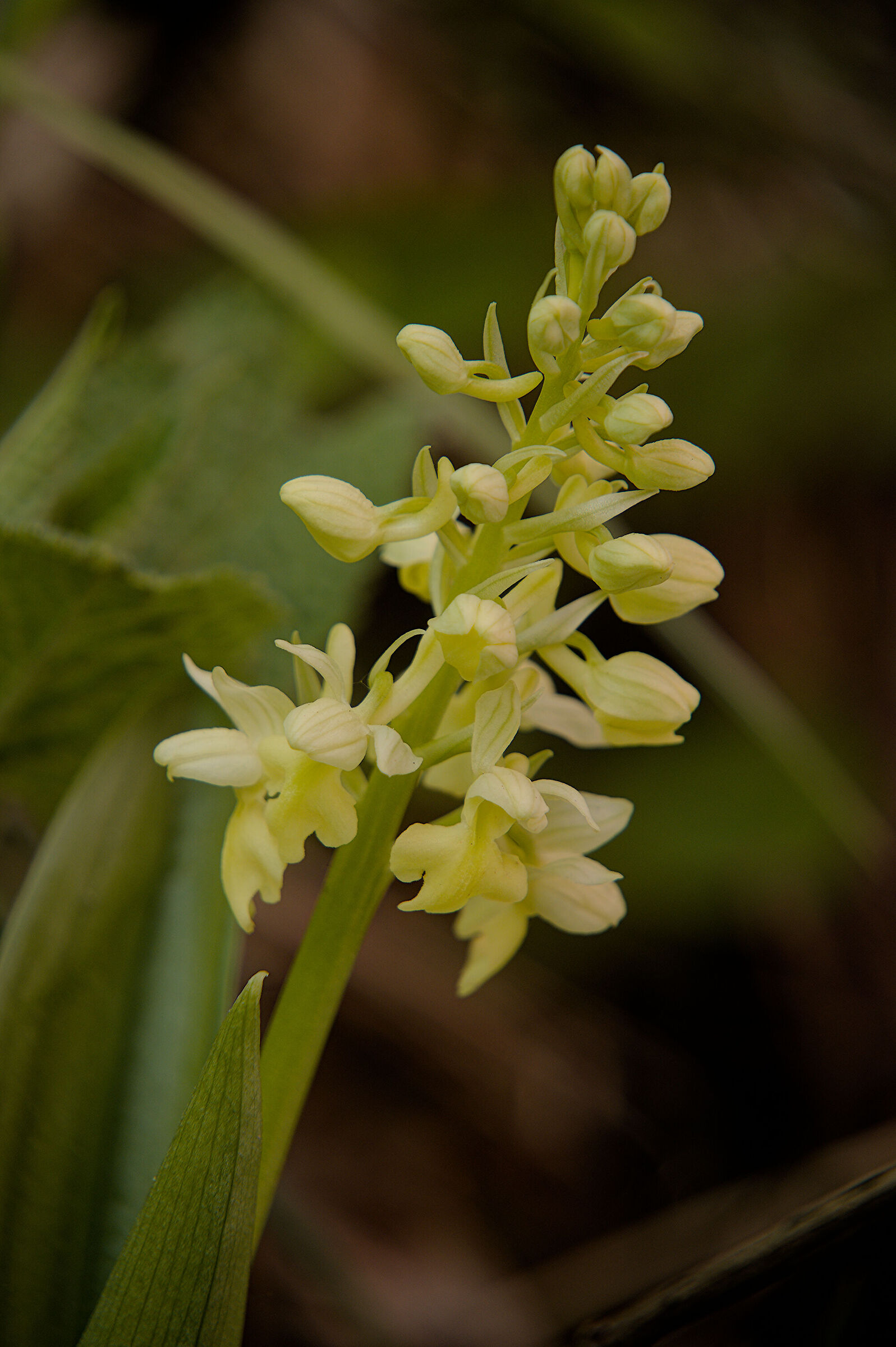 Orchis Pallens