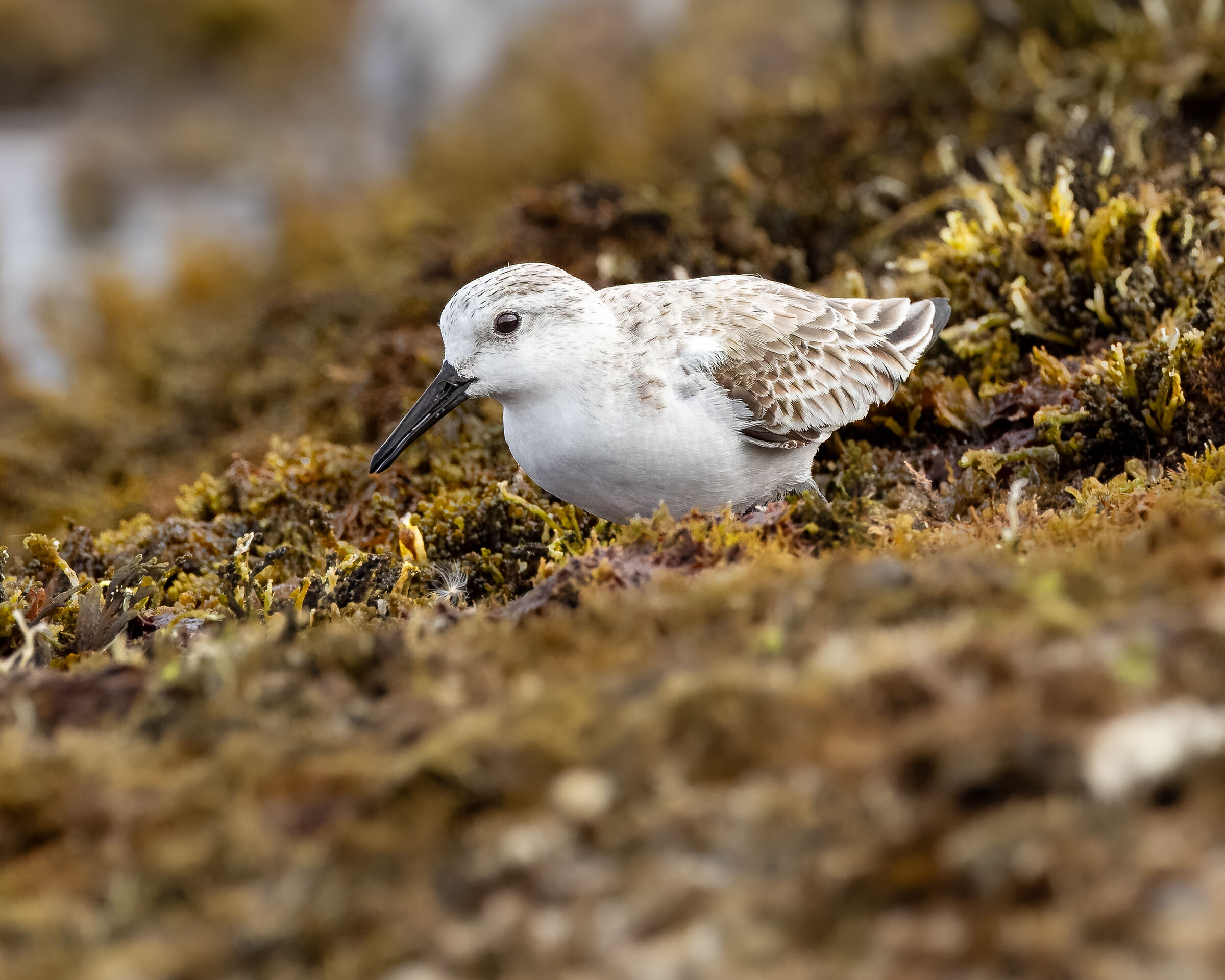Sandpiper three-toed