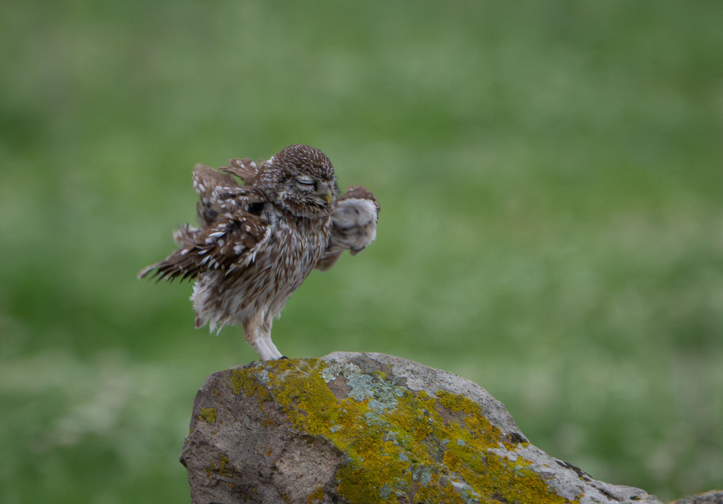 Owl