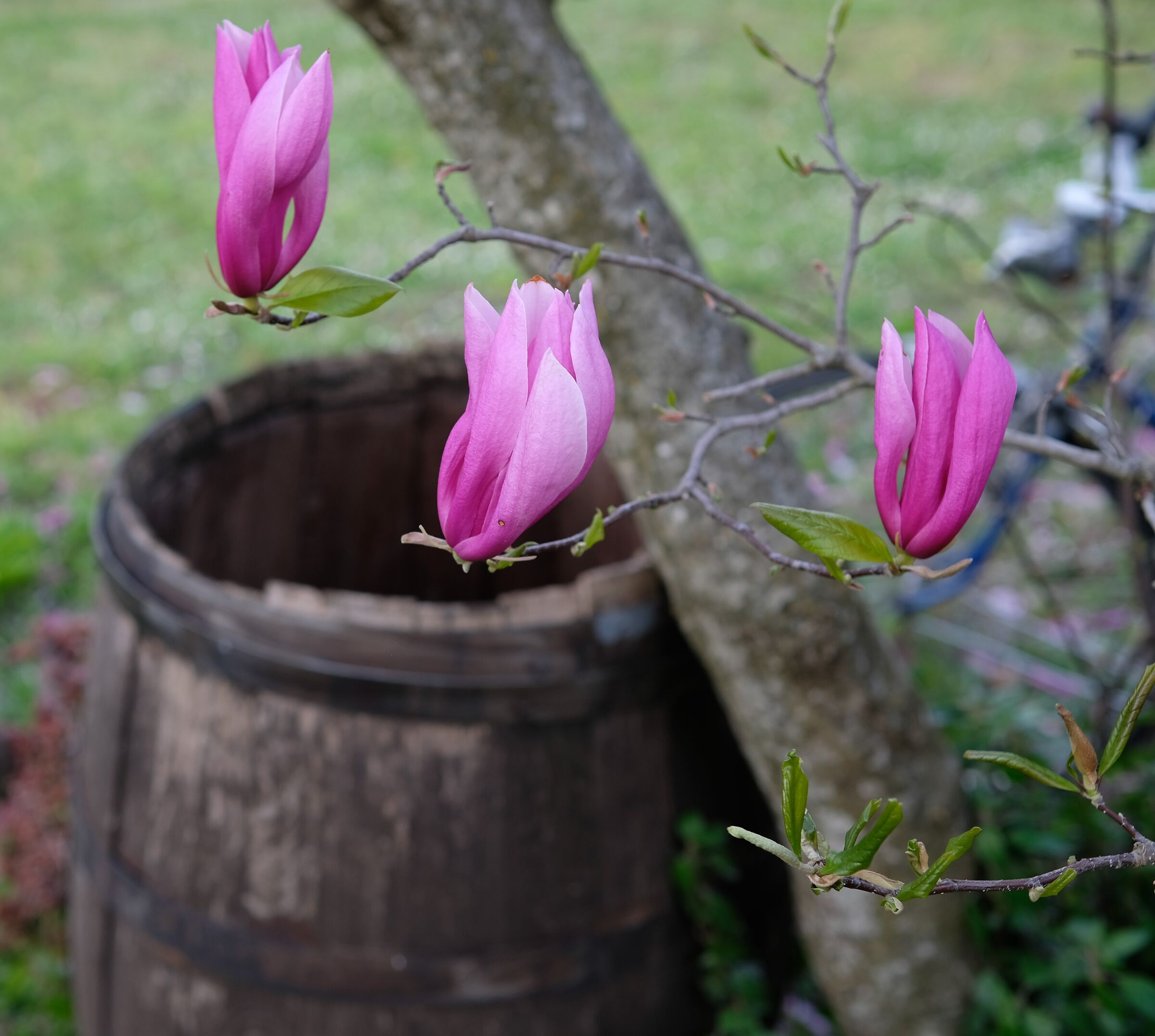 Magnolia
