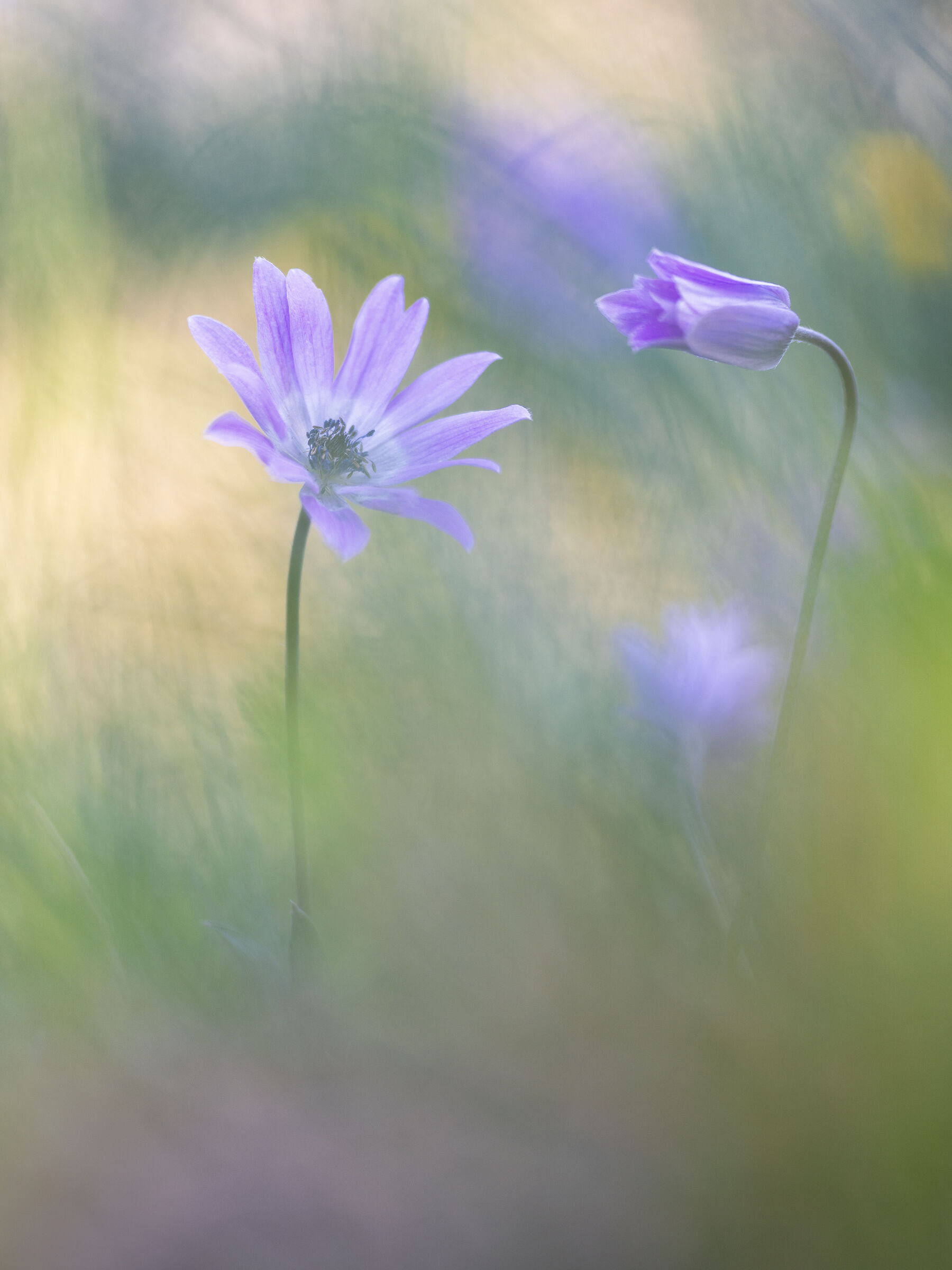 Anemone hortensis