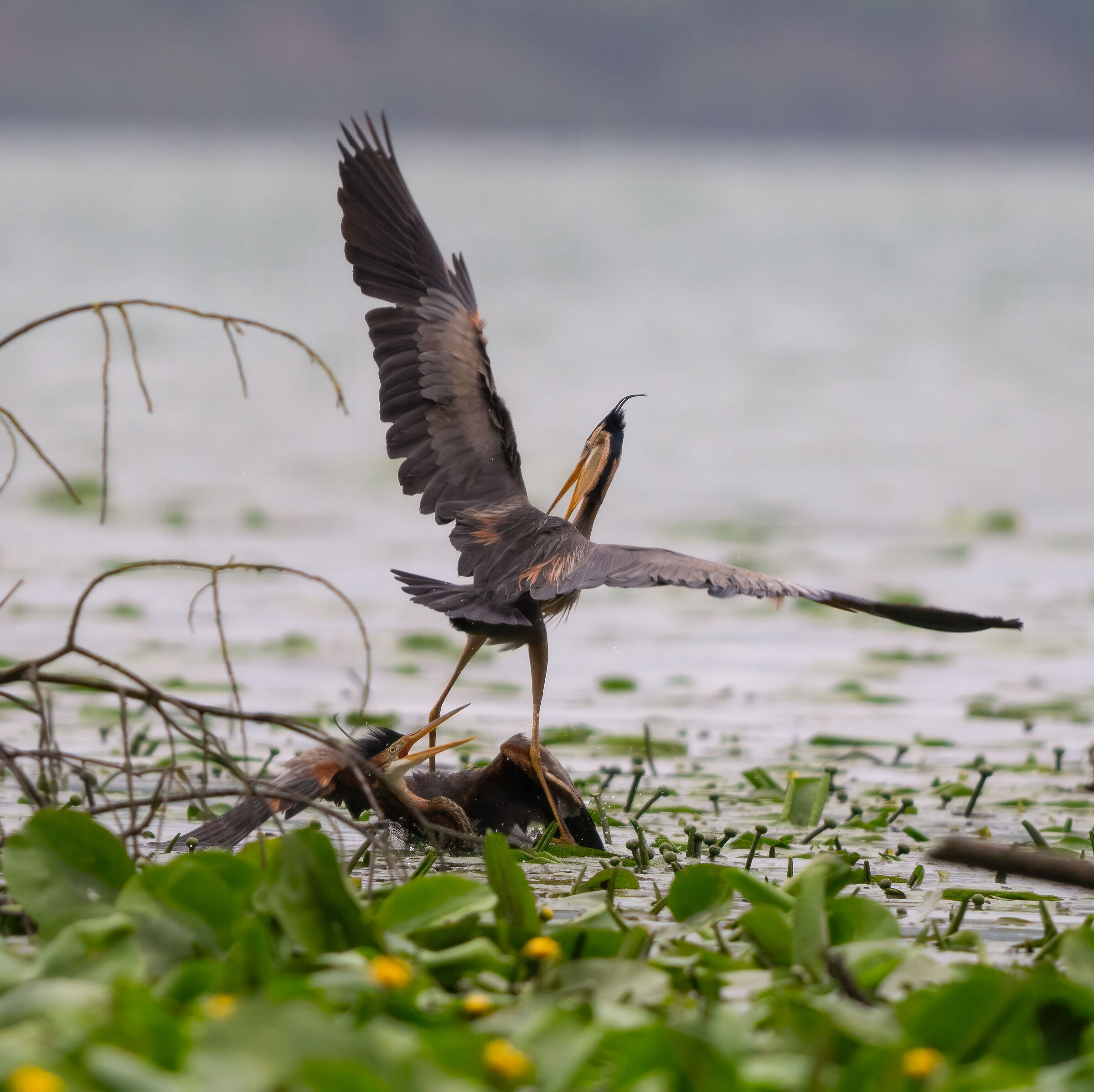 Fight between purple herons