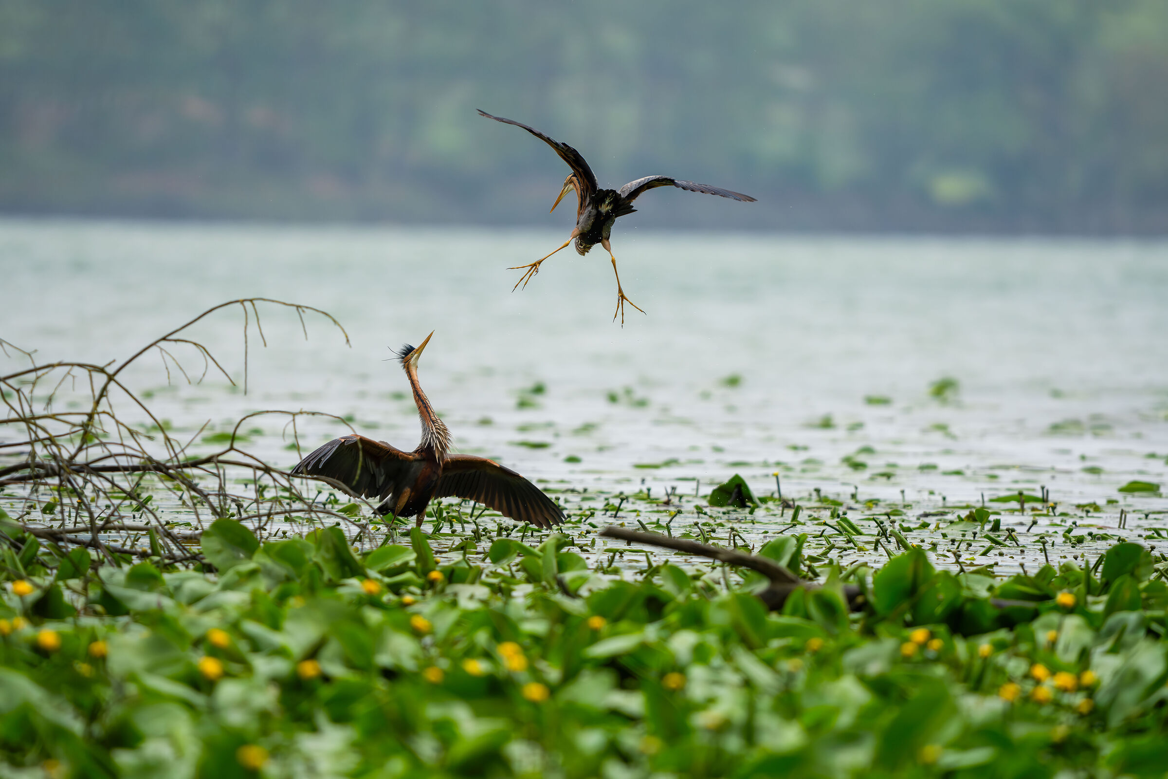 Fight between purple herons