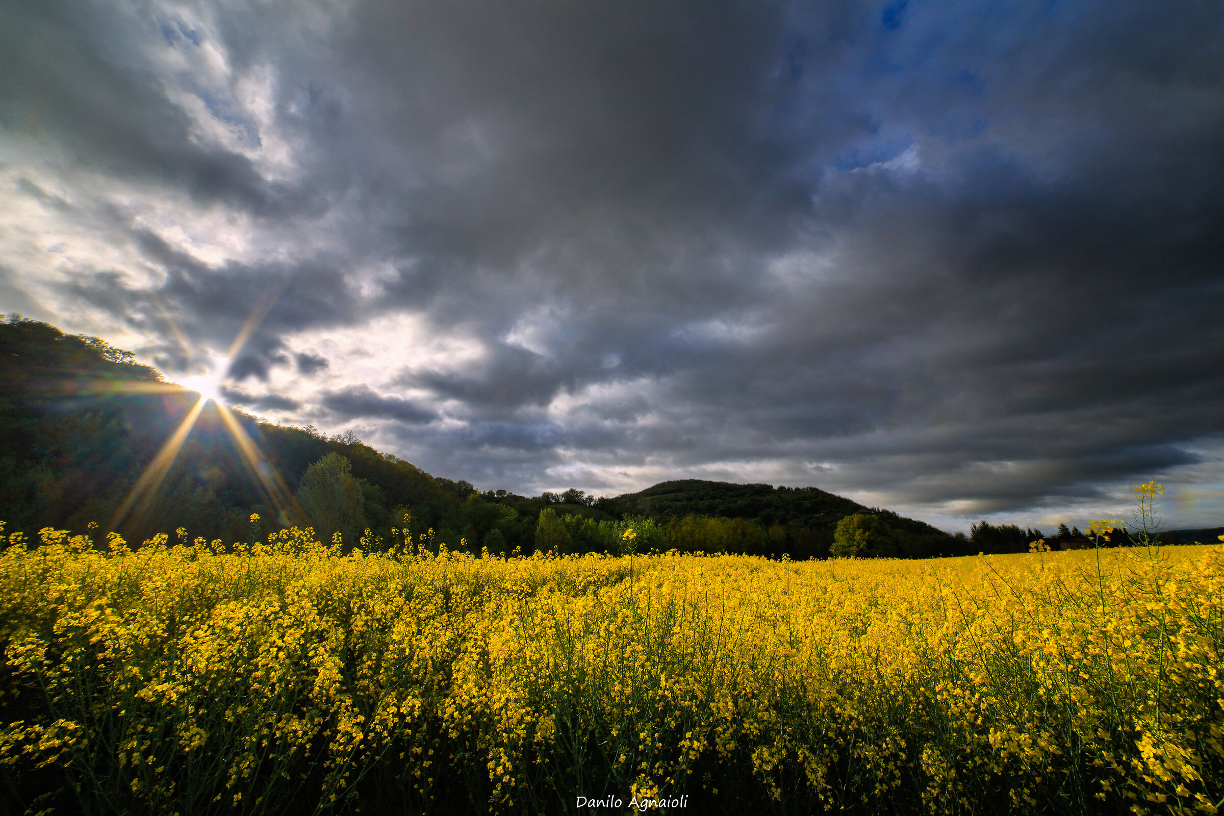 Another yellow ....