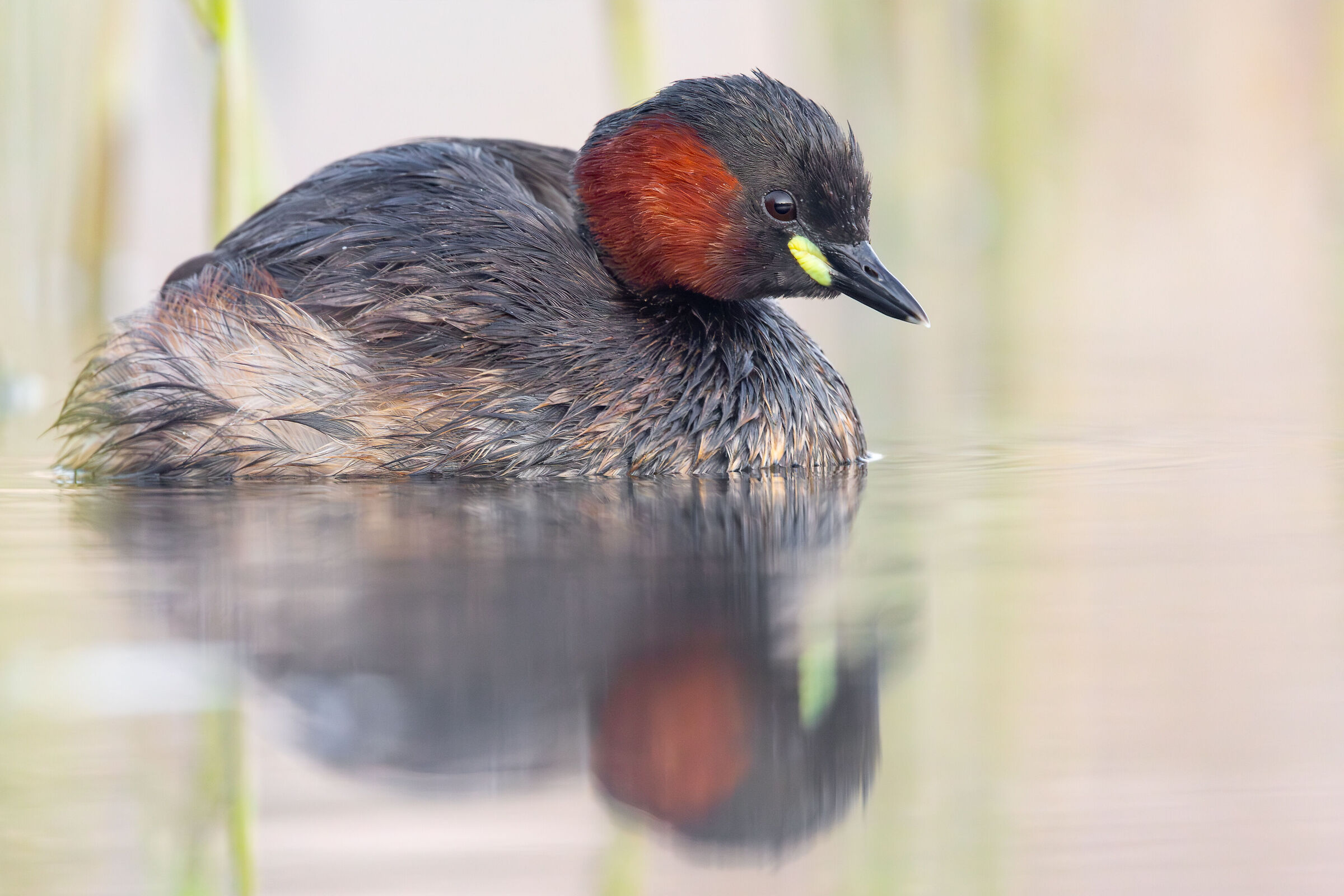 Little grebe
