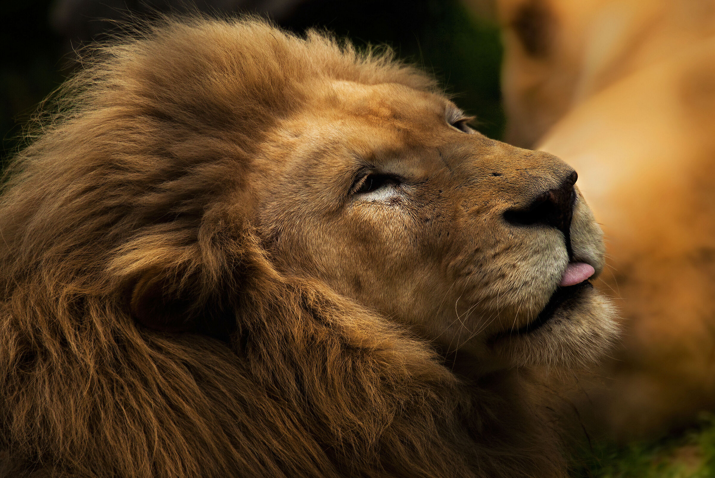 Tongue