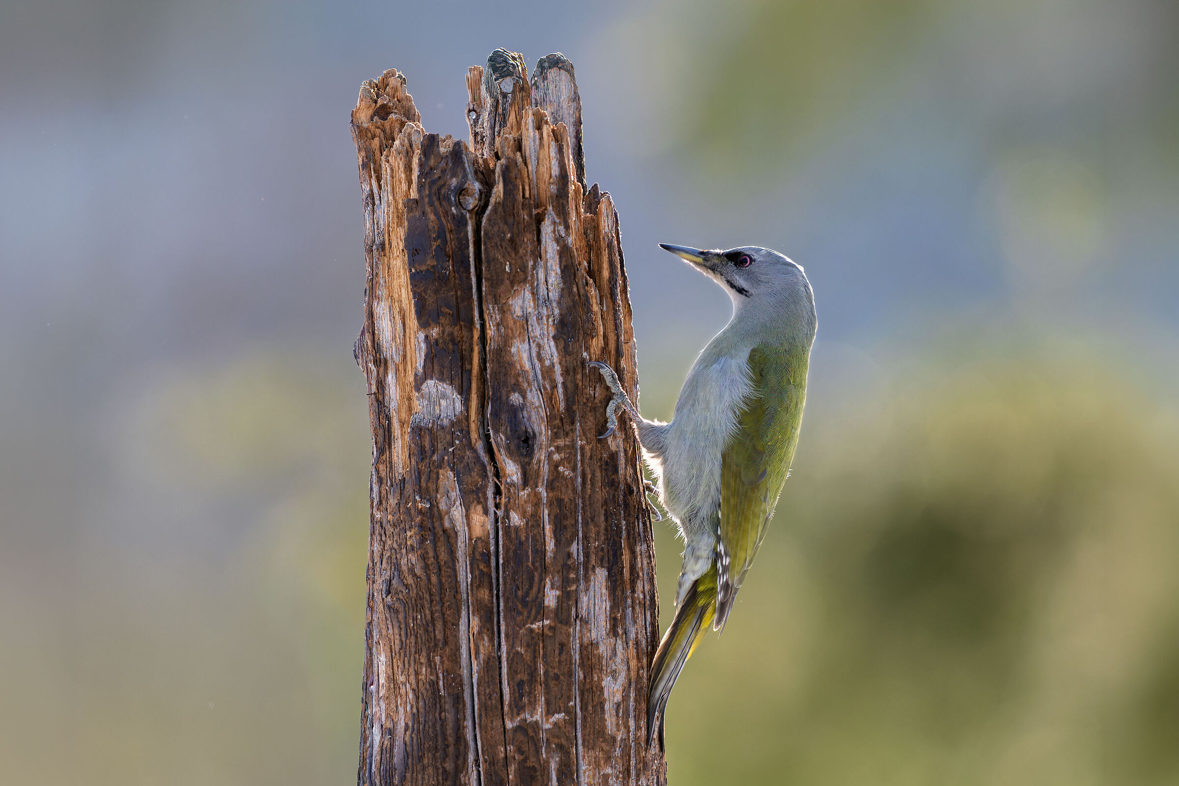 Grey woodpecker