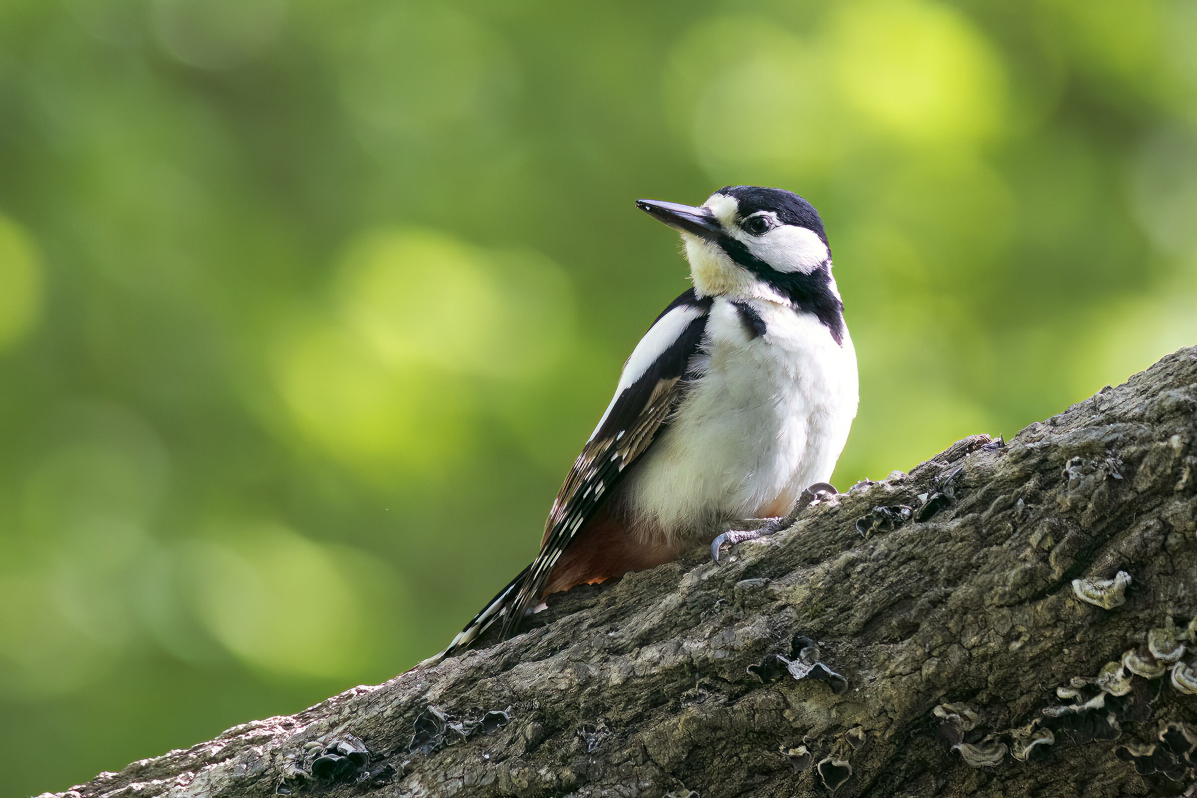 Great spotted woodpecker (f.)