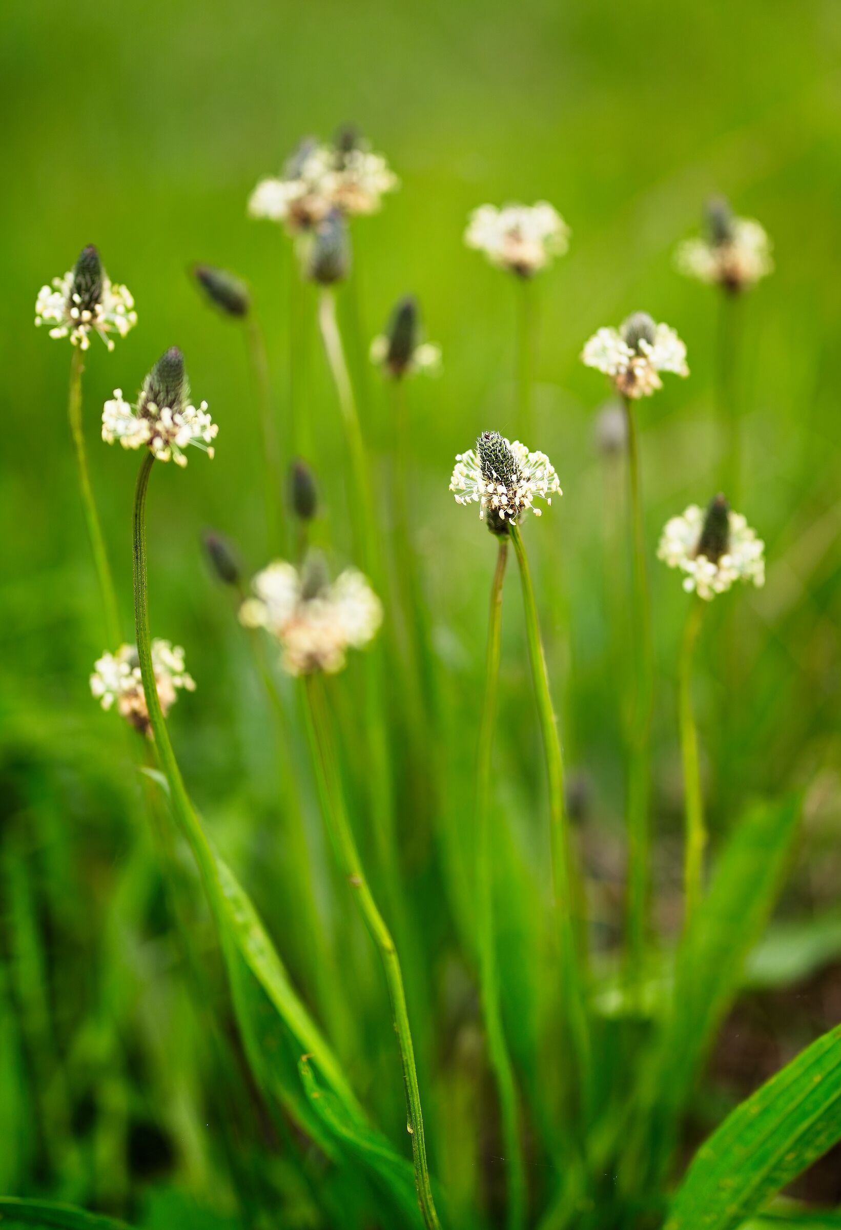 Plantago