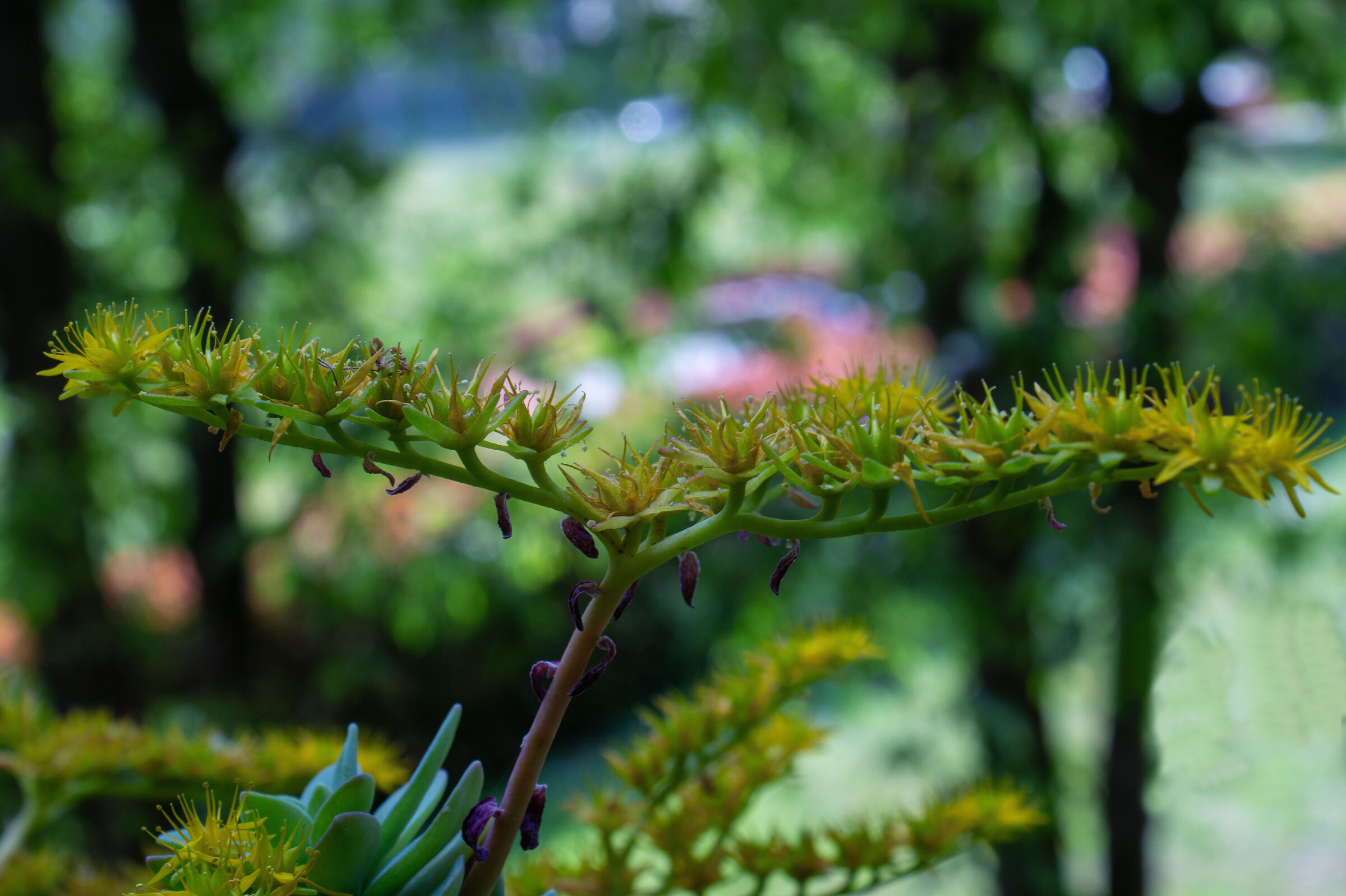 Fiori di pianta grassa
