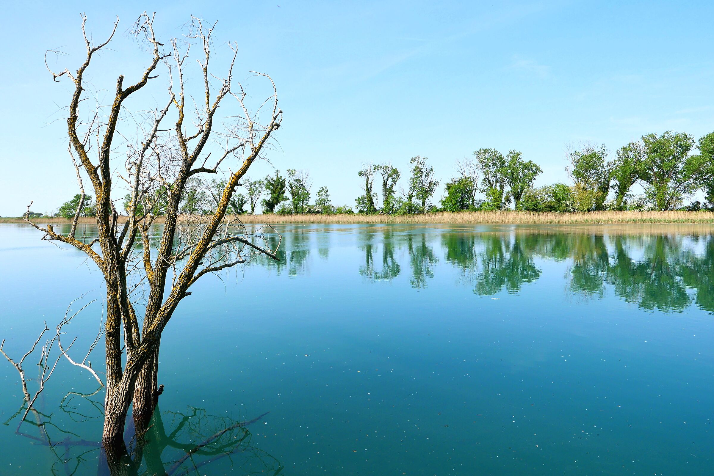 Foci Isonzo