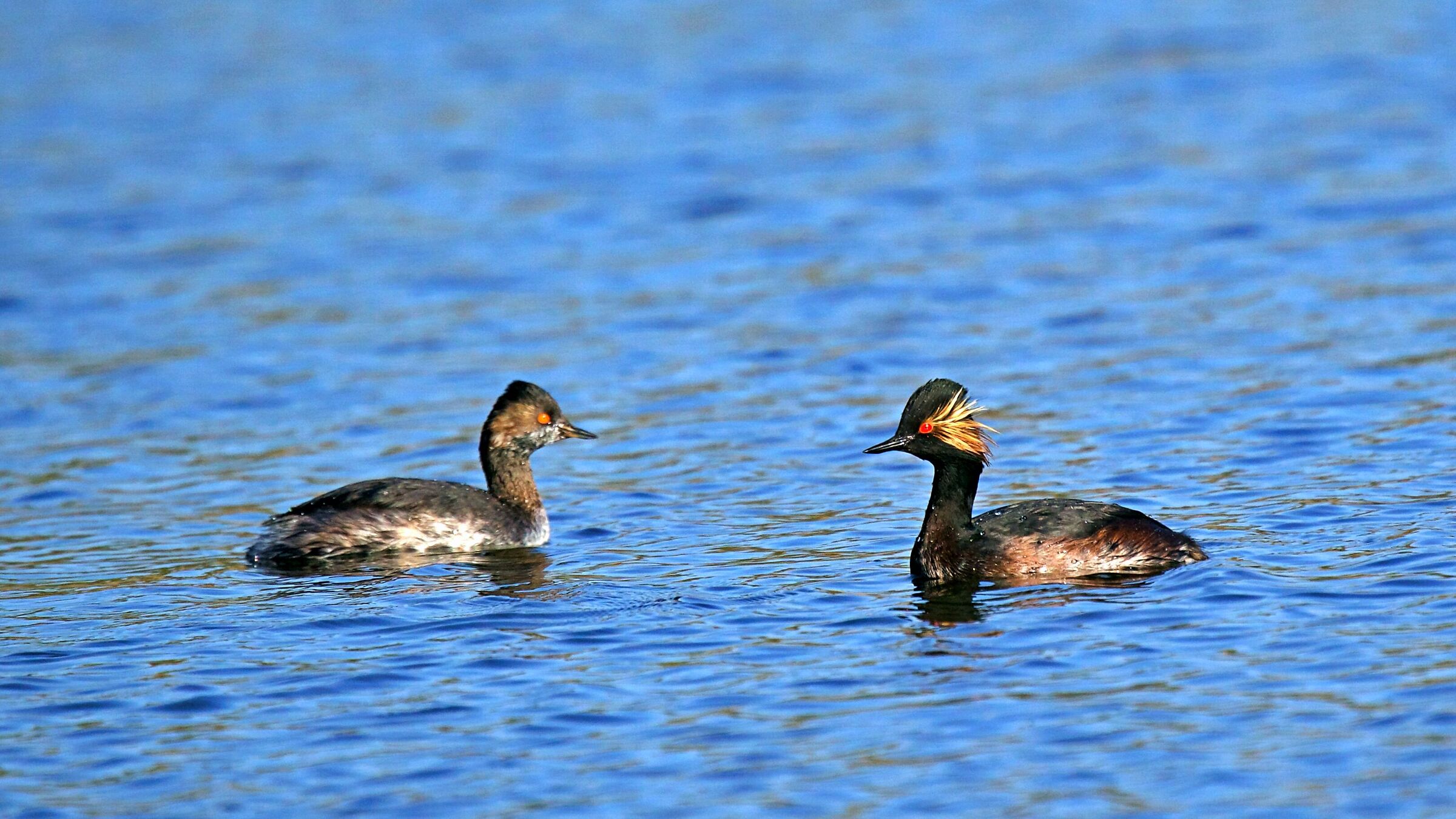 Little grebe