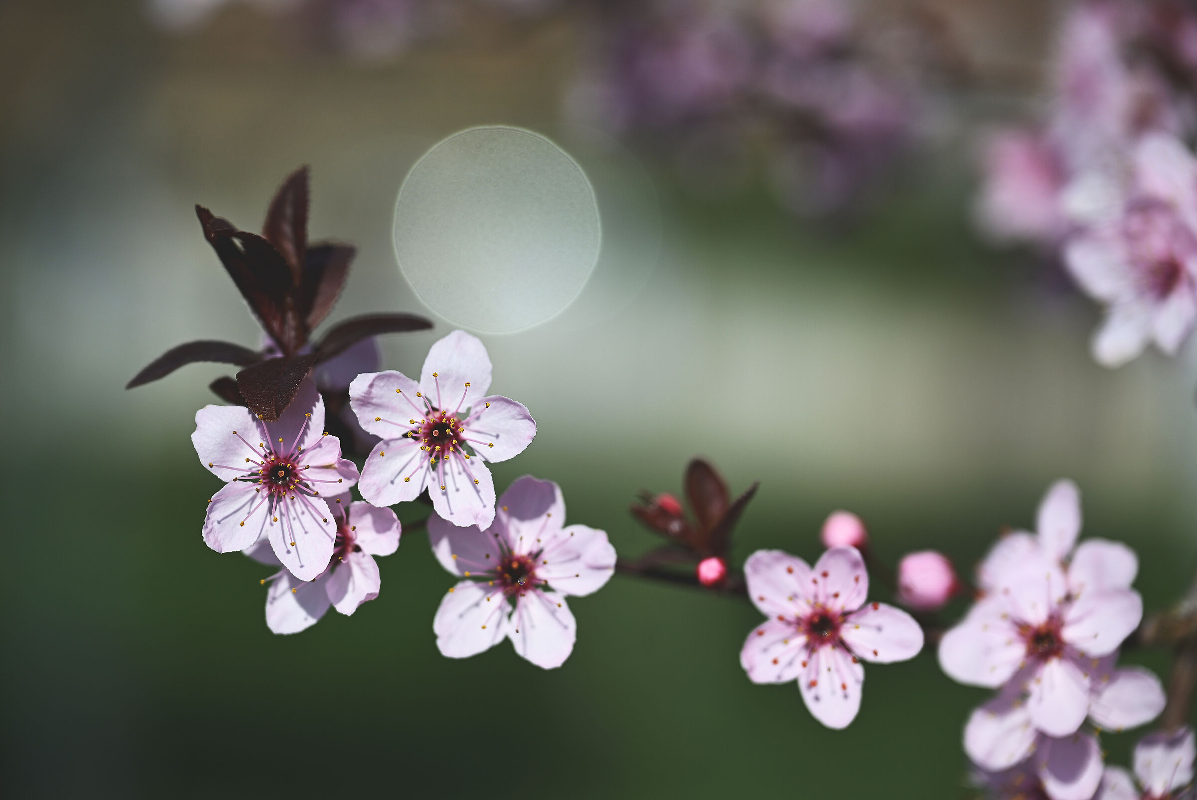 Spring