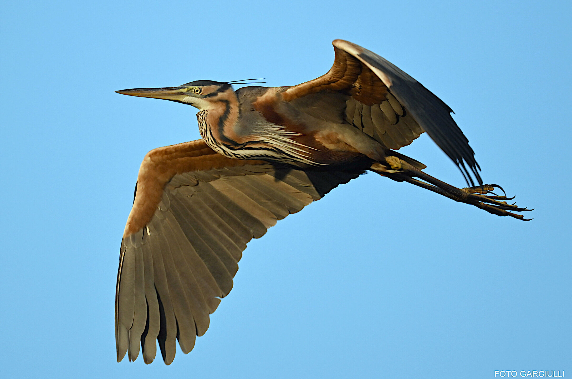 Purple Heron