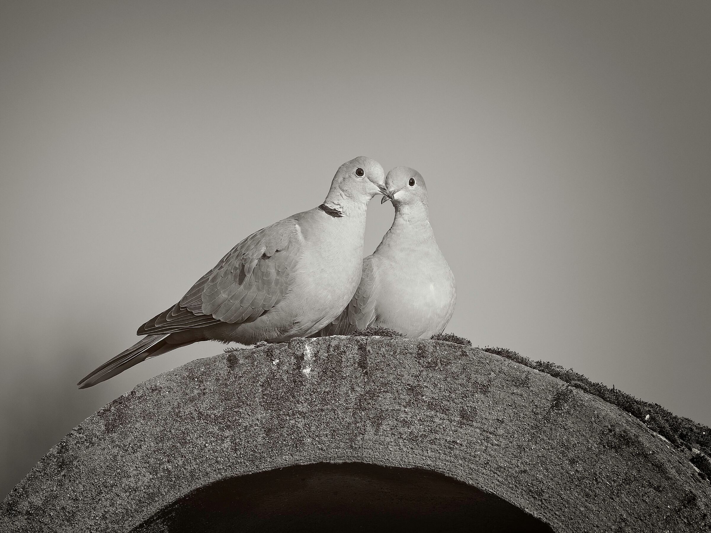 Collared doves