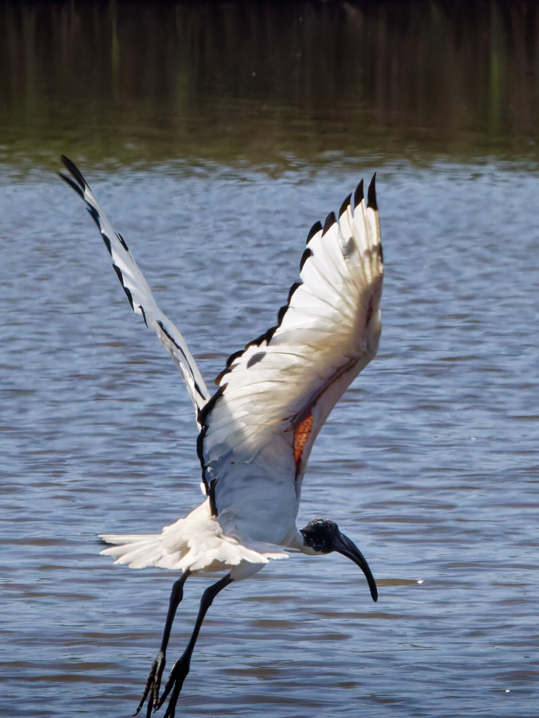 The flight of the Sacred Ibis
