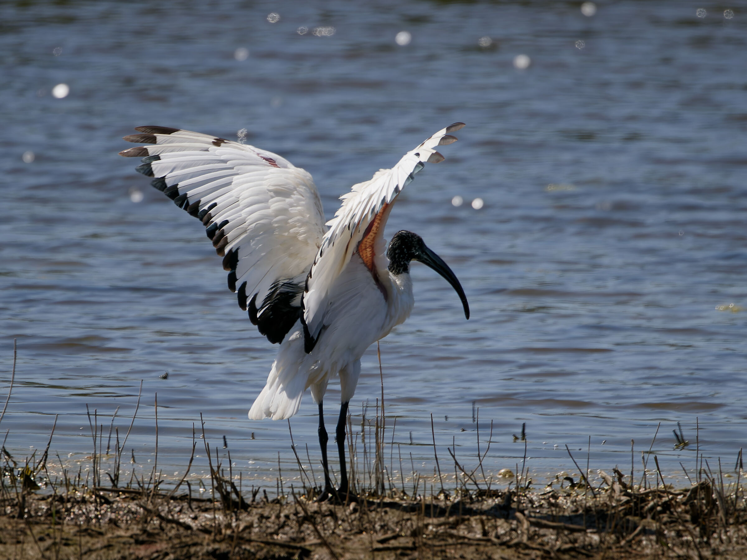 The stretching of the Sacred Ibis
