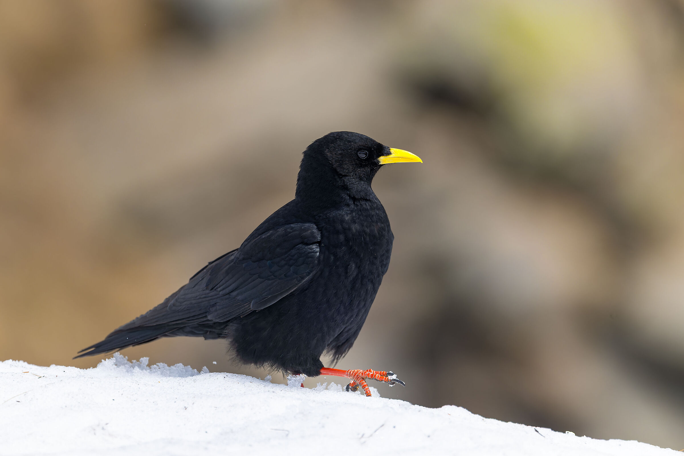 Alpine Chough Gran Paradiso National Park -Piem