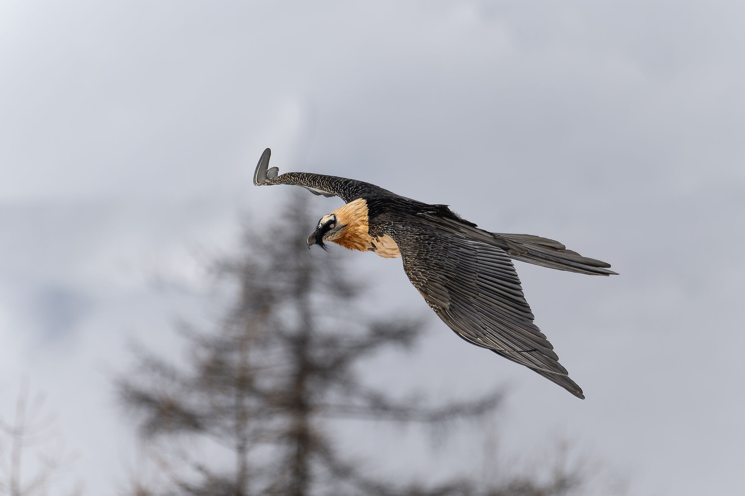 Gypaetus Barbatus - Gran Paradiso National Park
