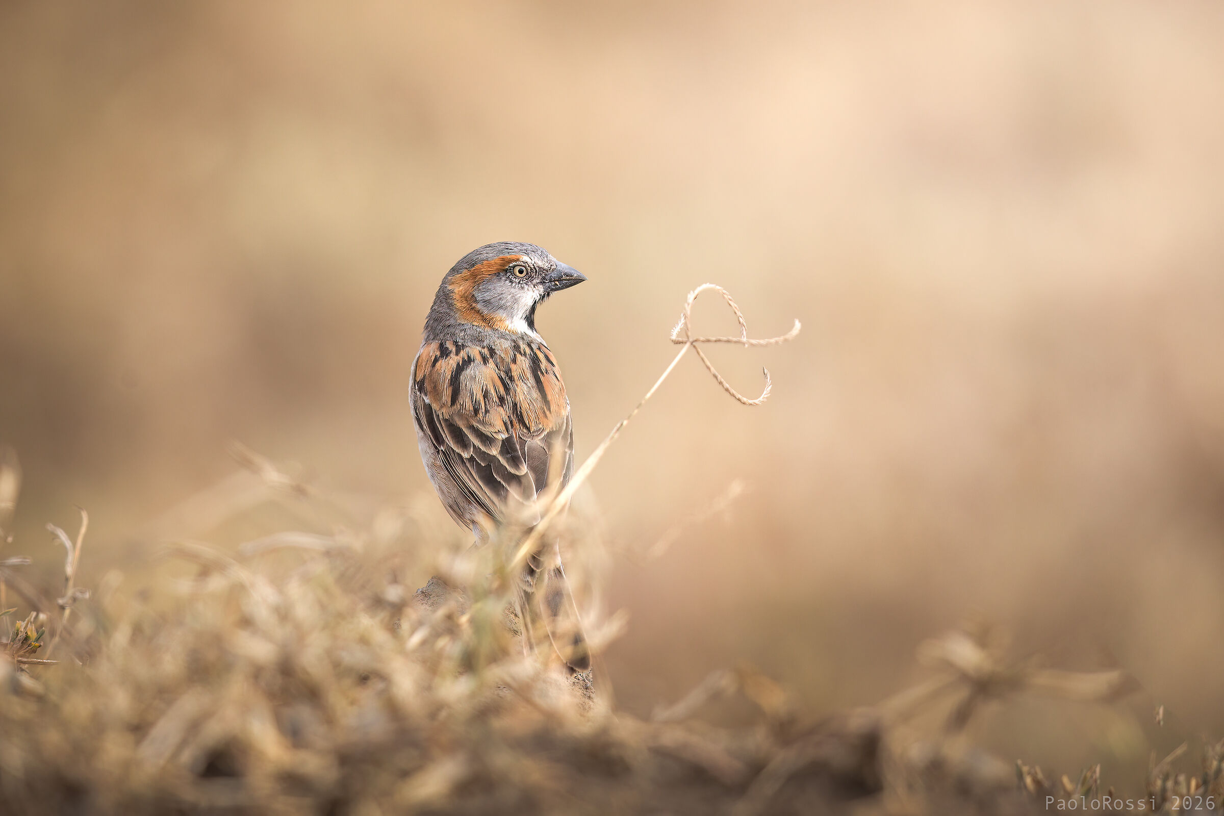 Kenyan Rufous Sparrow...