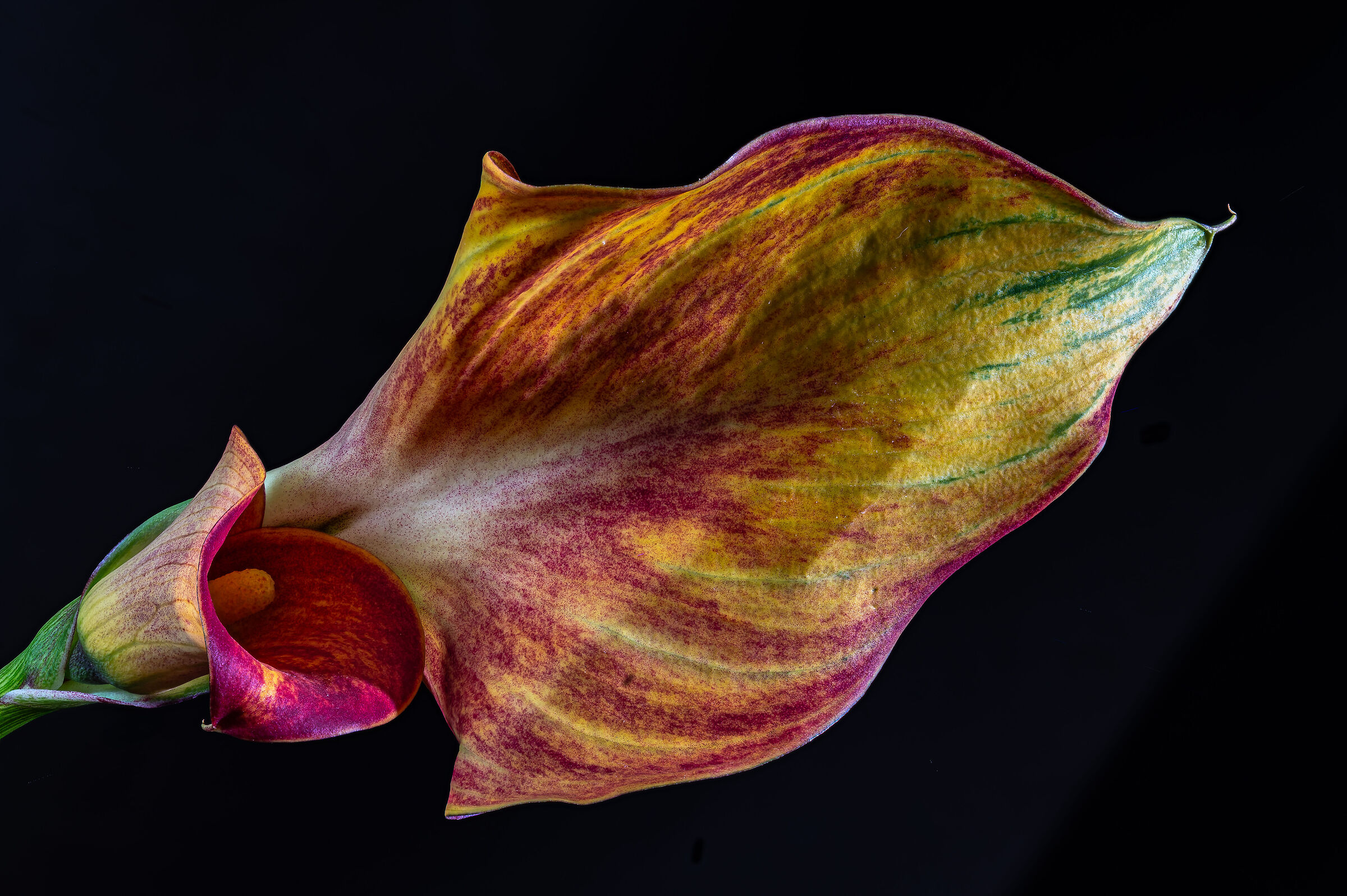 Calla