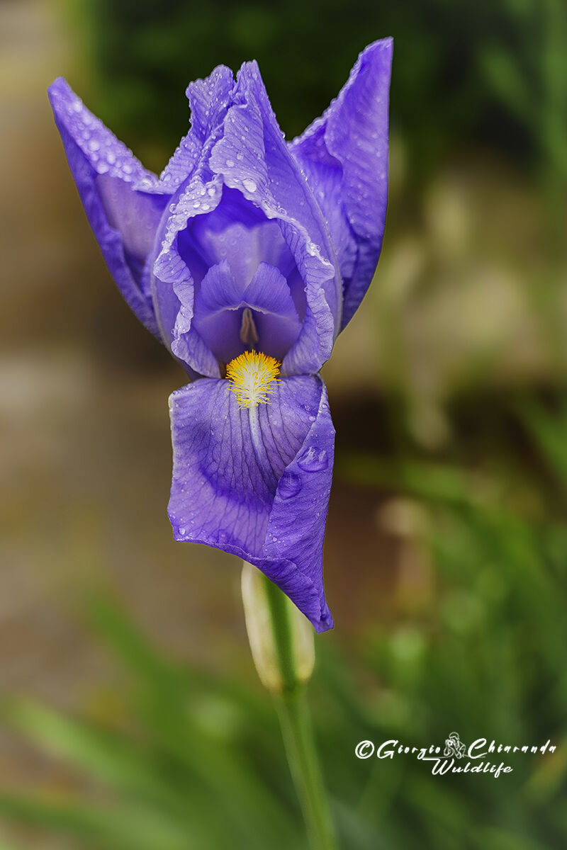 Iris or Iris