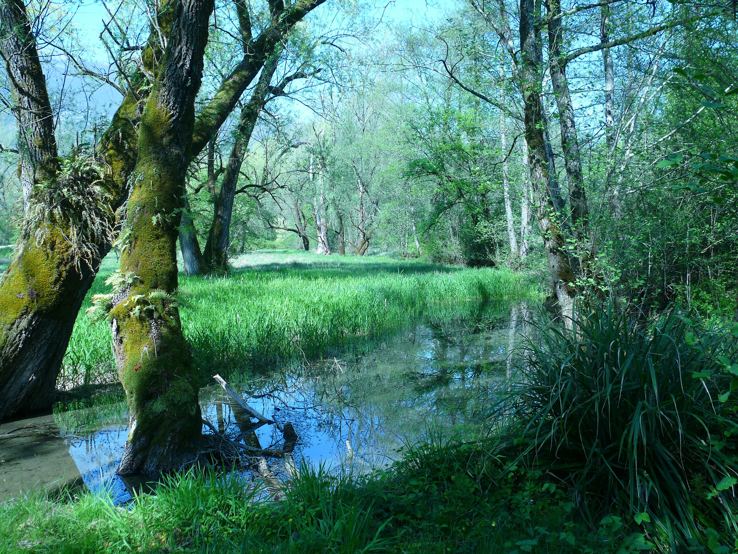 Alberi in acqua, Parco di San Floriano - Polcenigo PN