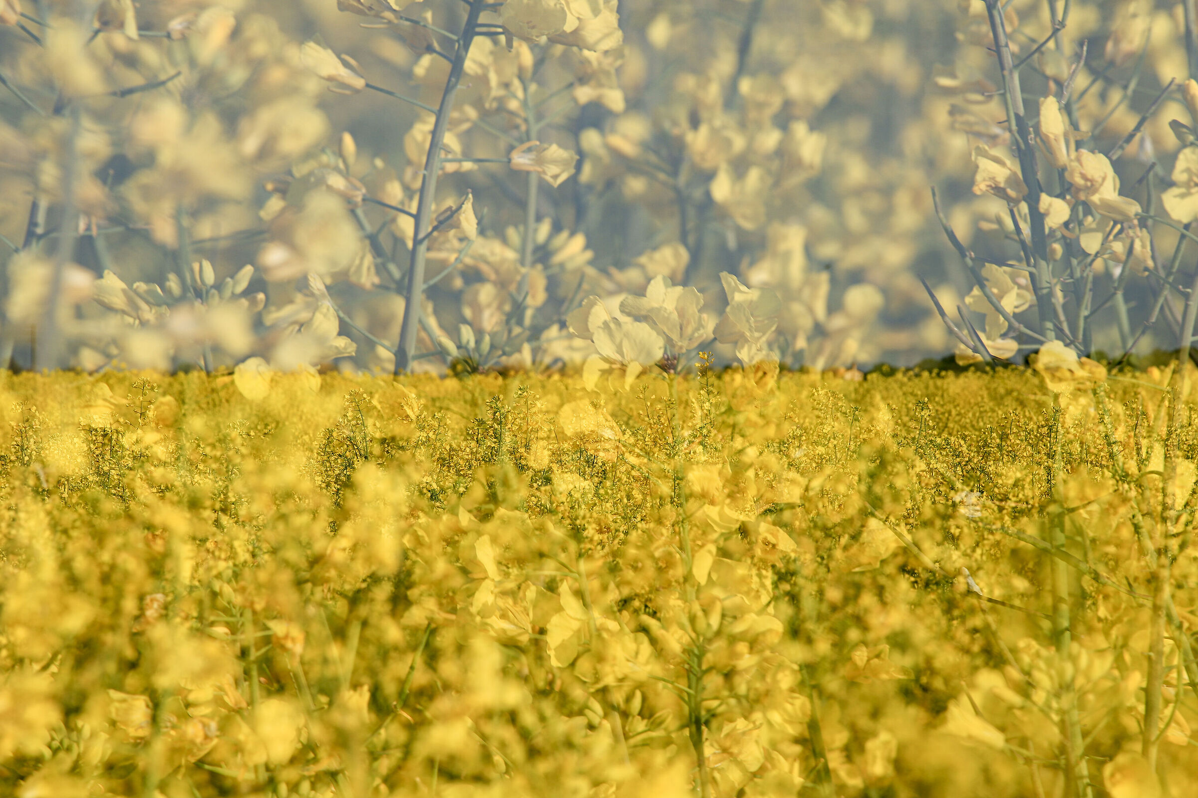 The last rapeseed