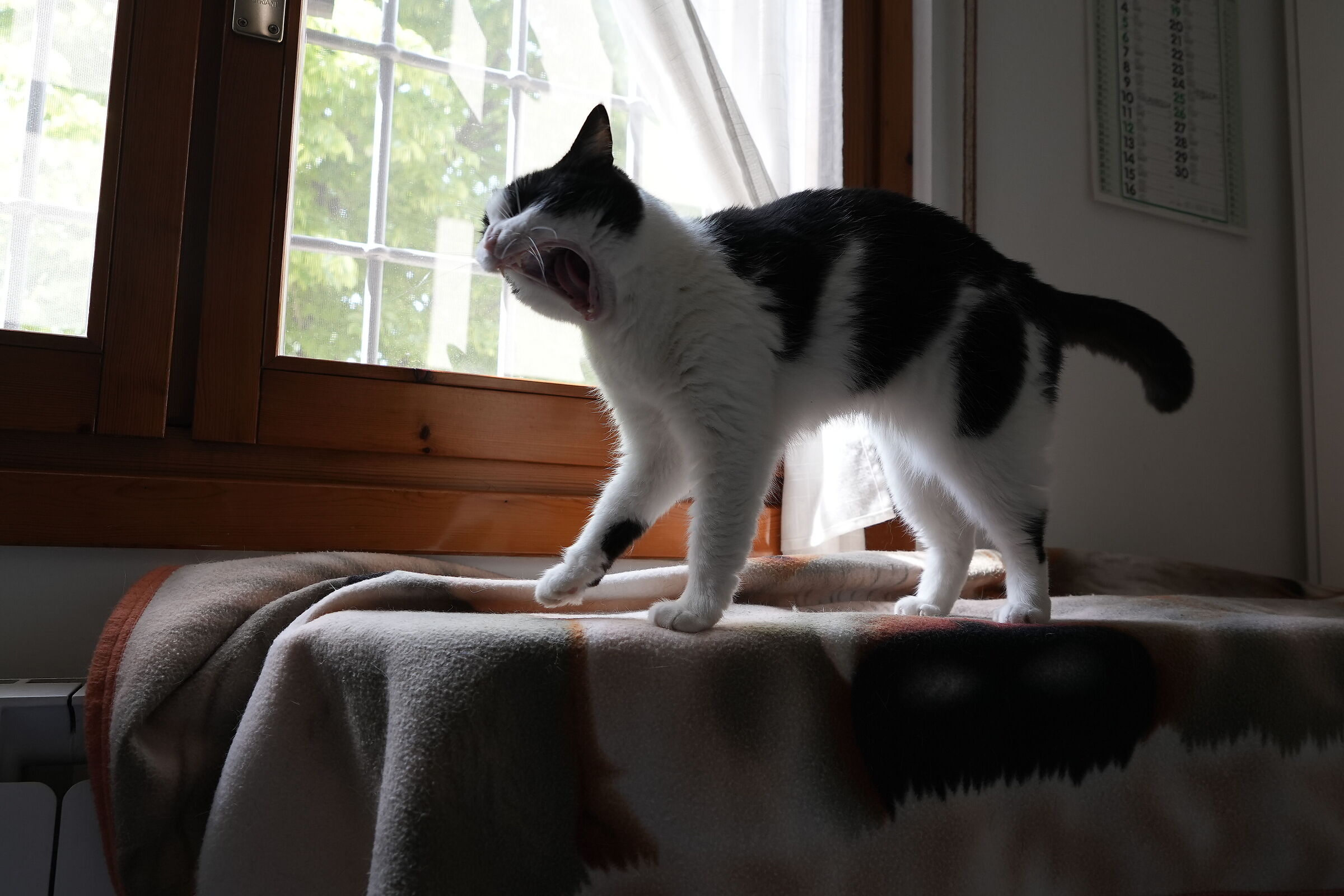 The "roar" (yawn) of the lioness.