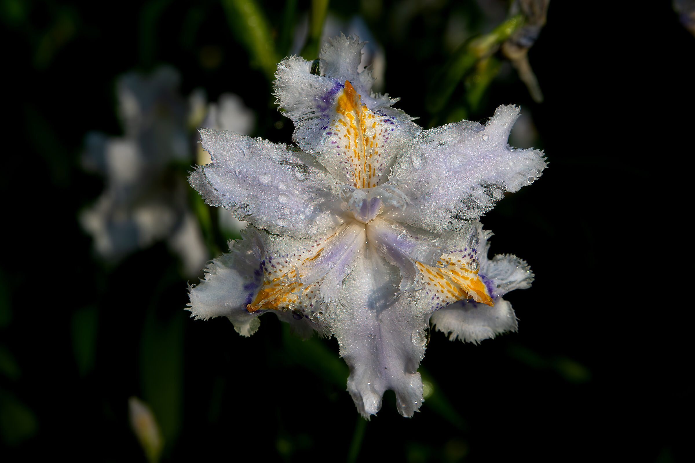 Orchid ?
