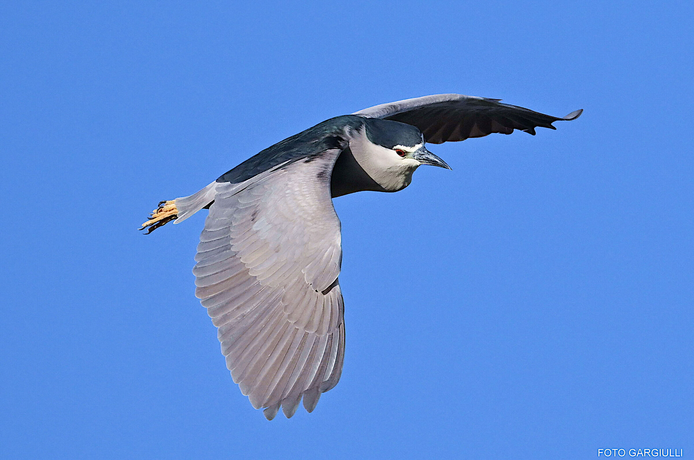 Night Heron