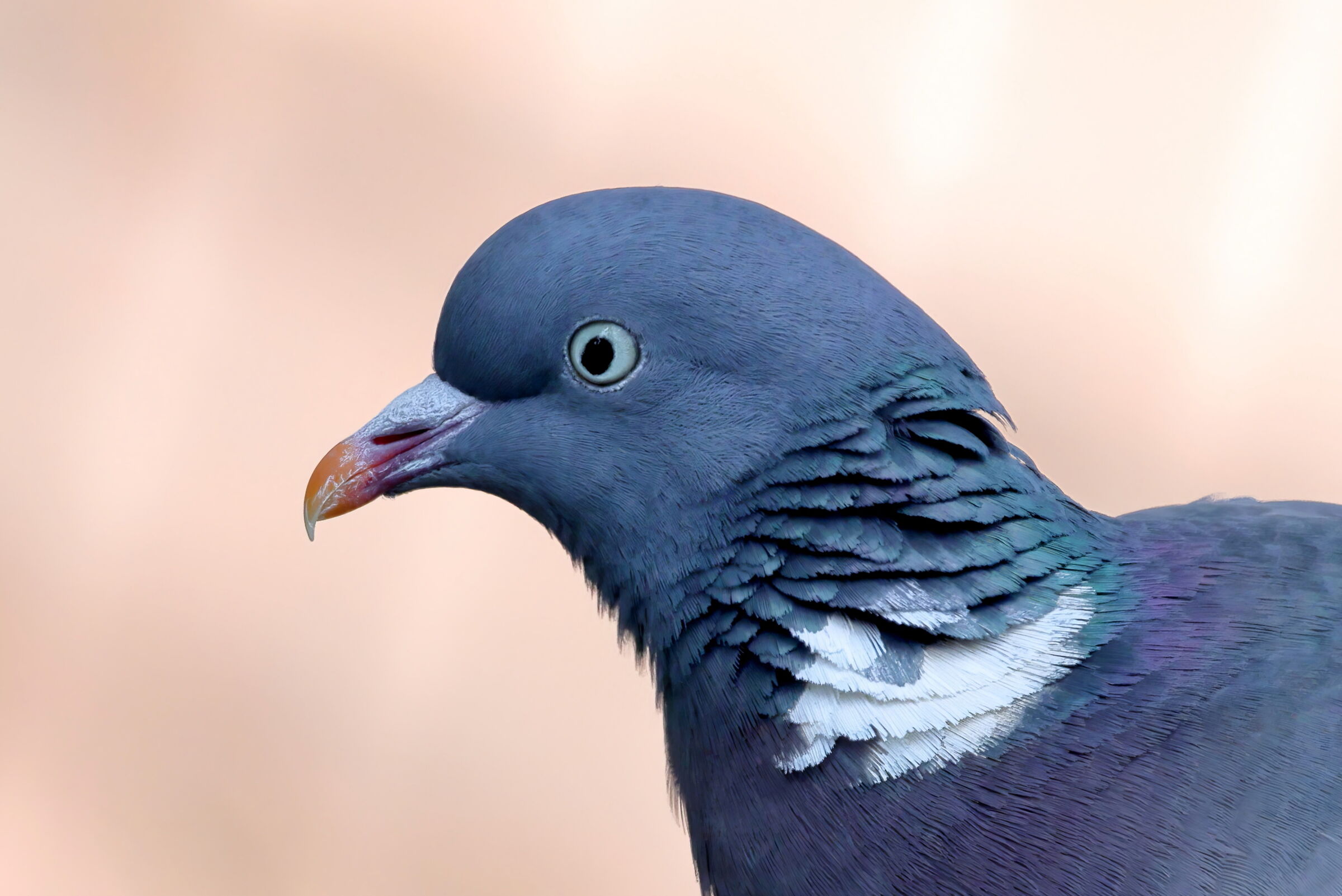 Profile of Wood Pigeon