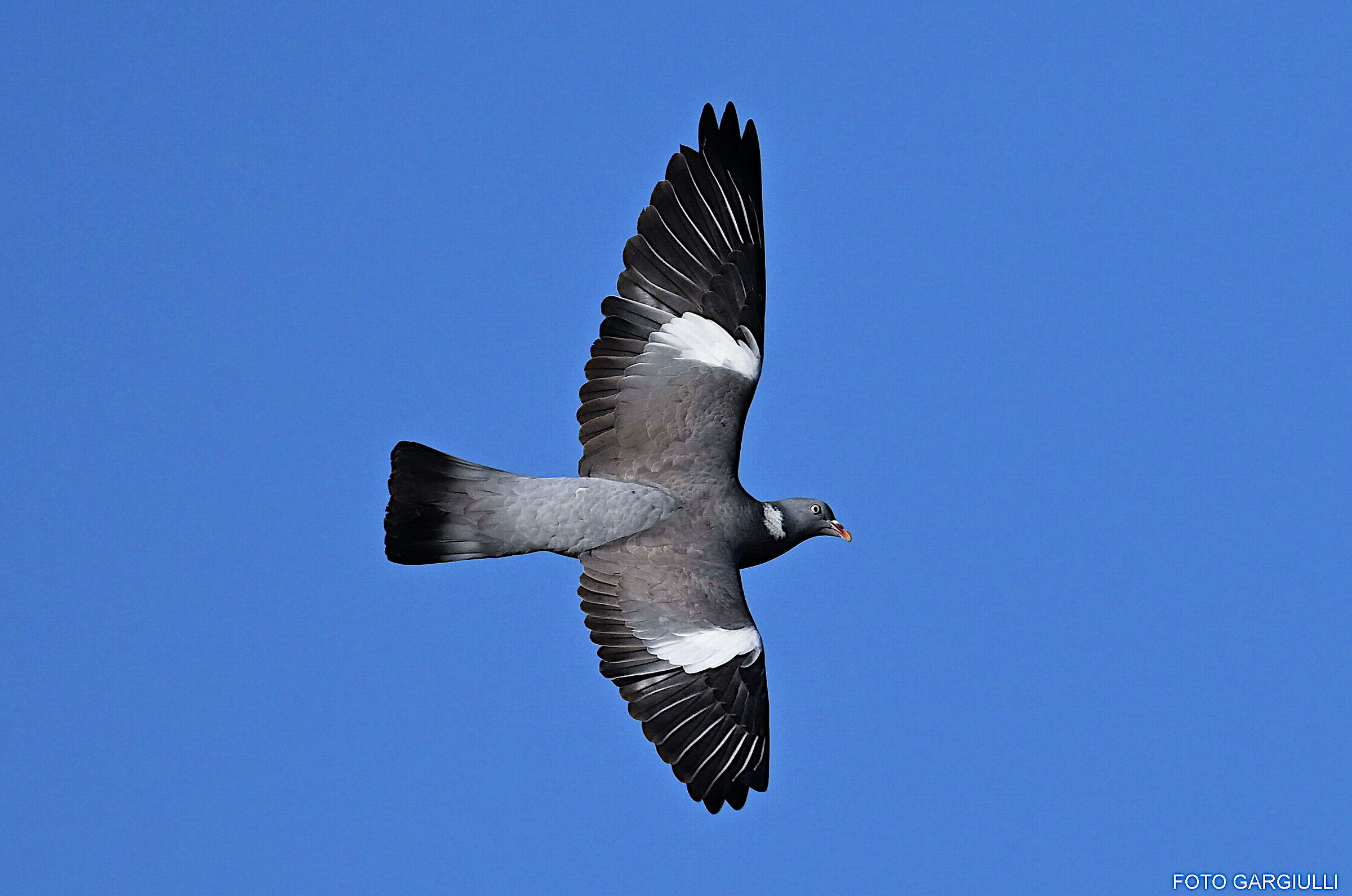 Wood pigeon