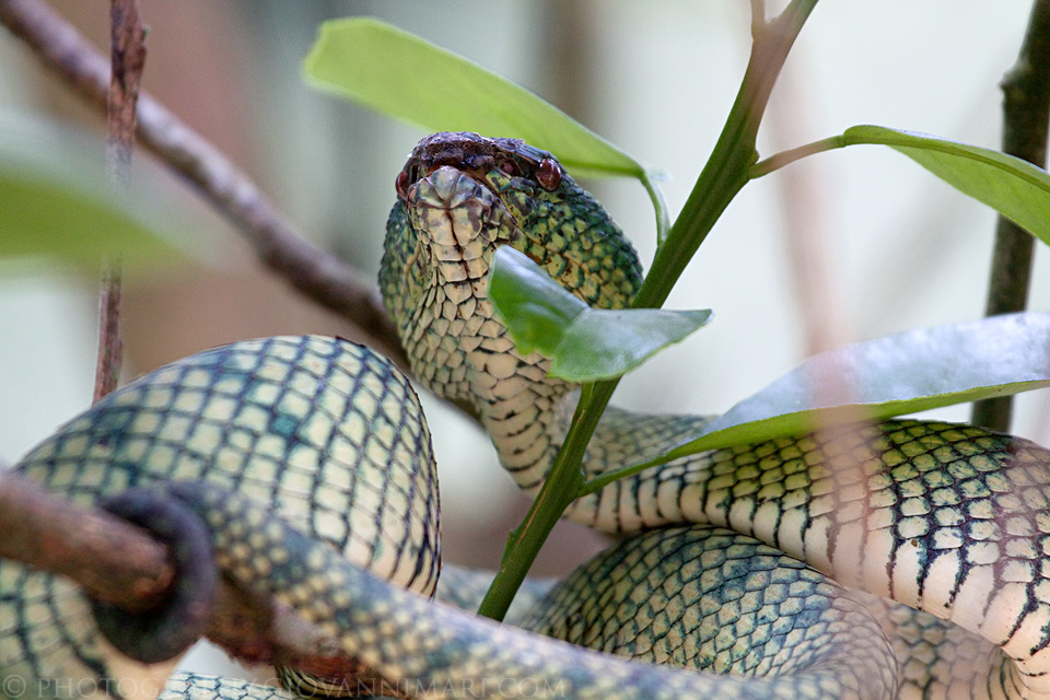 Wagler's Pit Viper