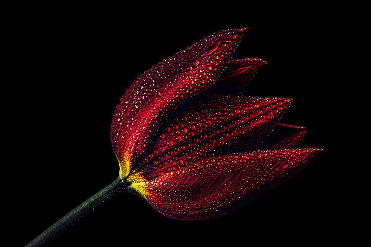 Tulipano III
