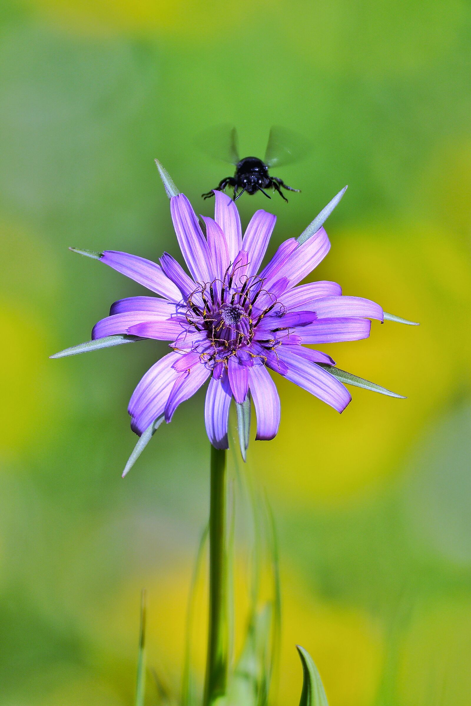 Xylocopa violacea su Tragopogon porrifolius