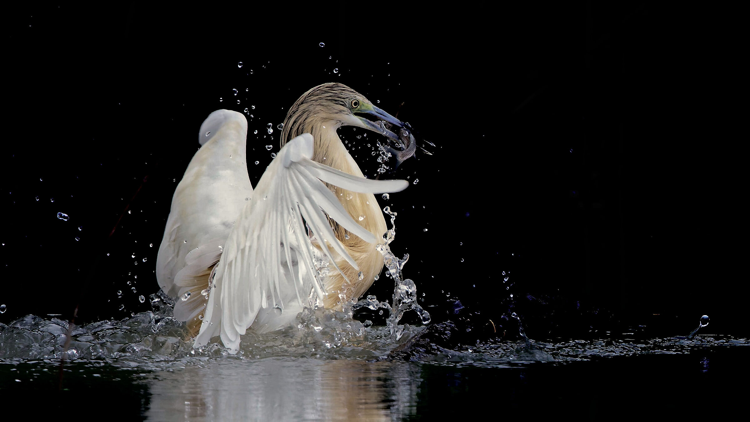 Peach heron