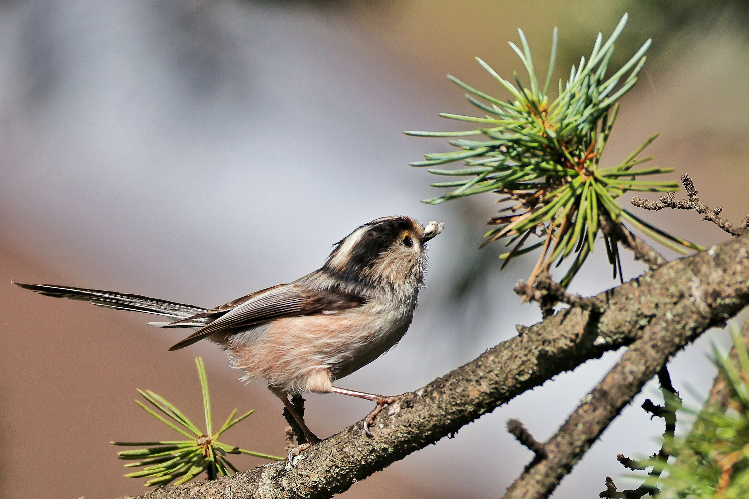 Aegithalos caudatus