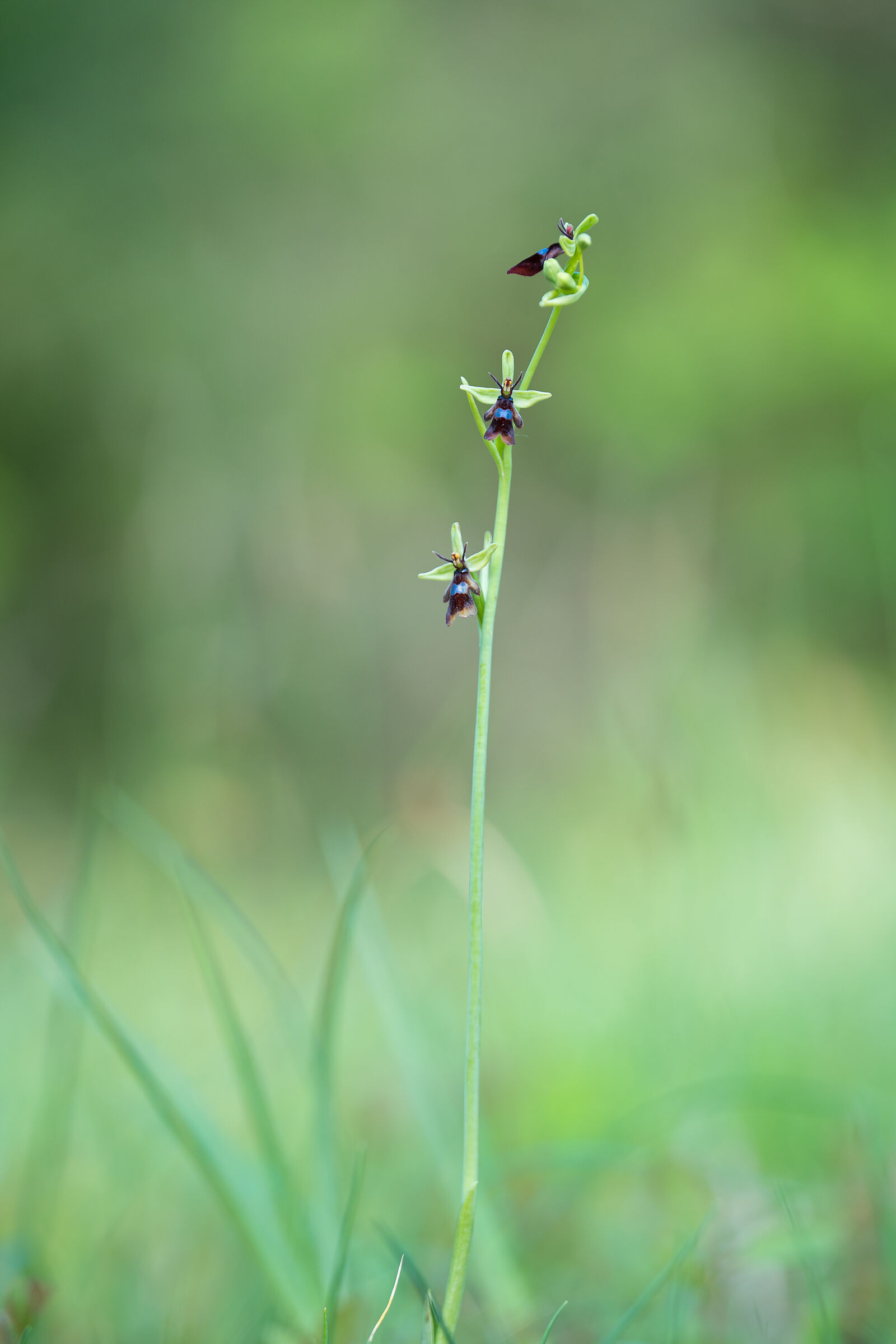 Ophrys insectifera