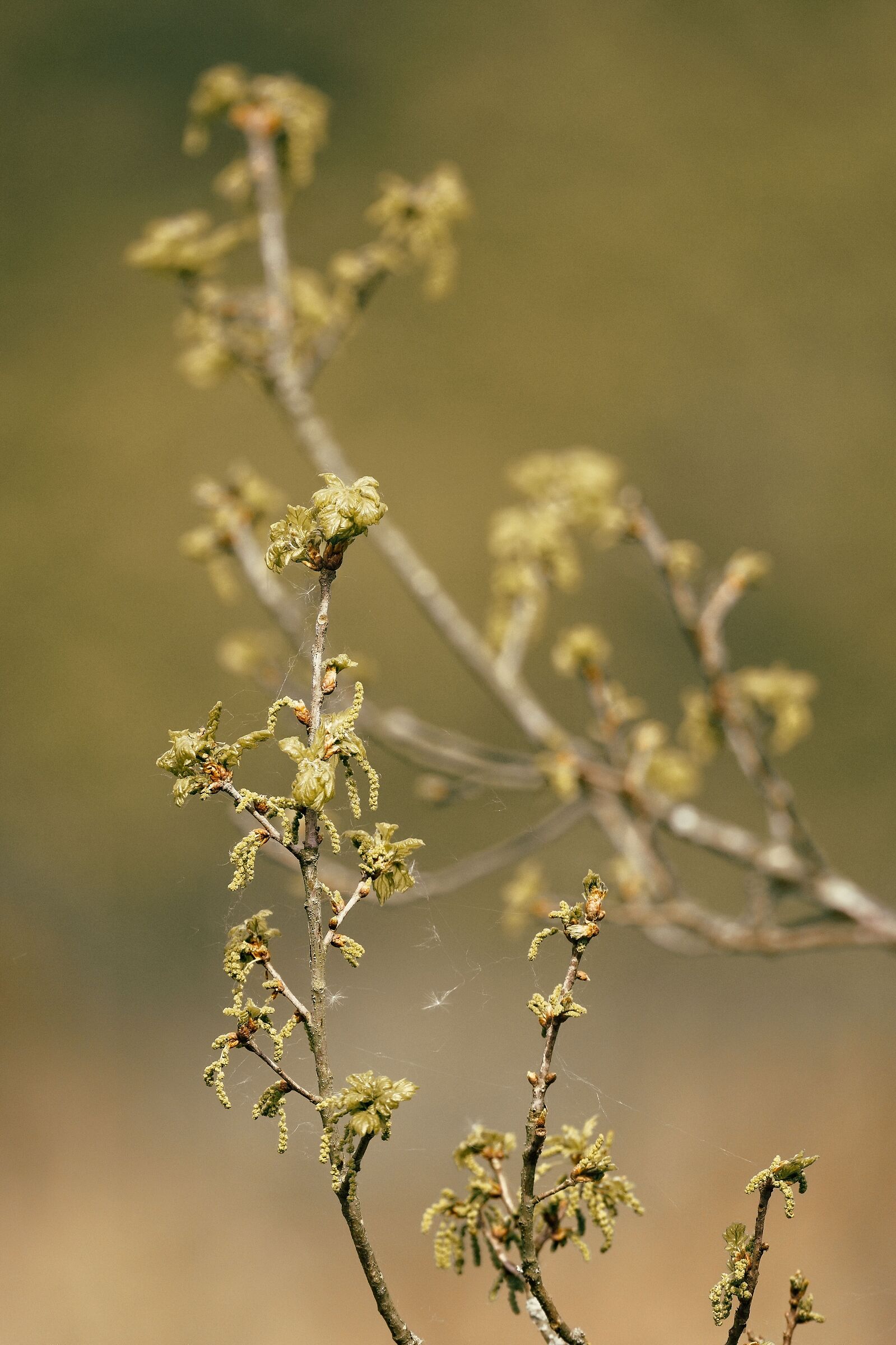Oak in spring