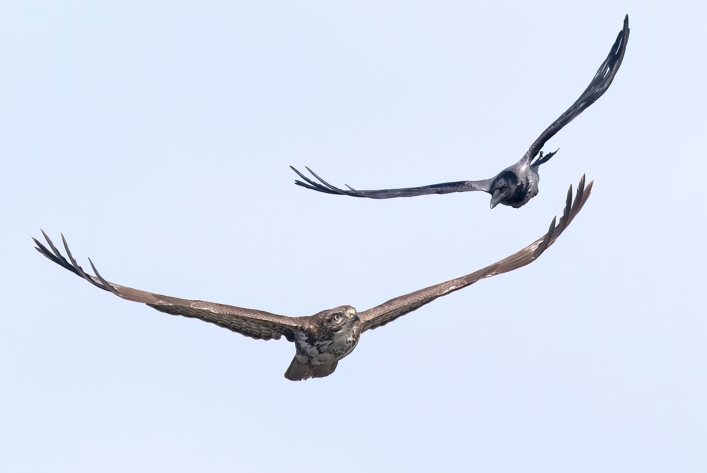 Buzzard vs Crow