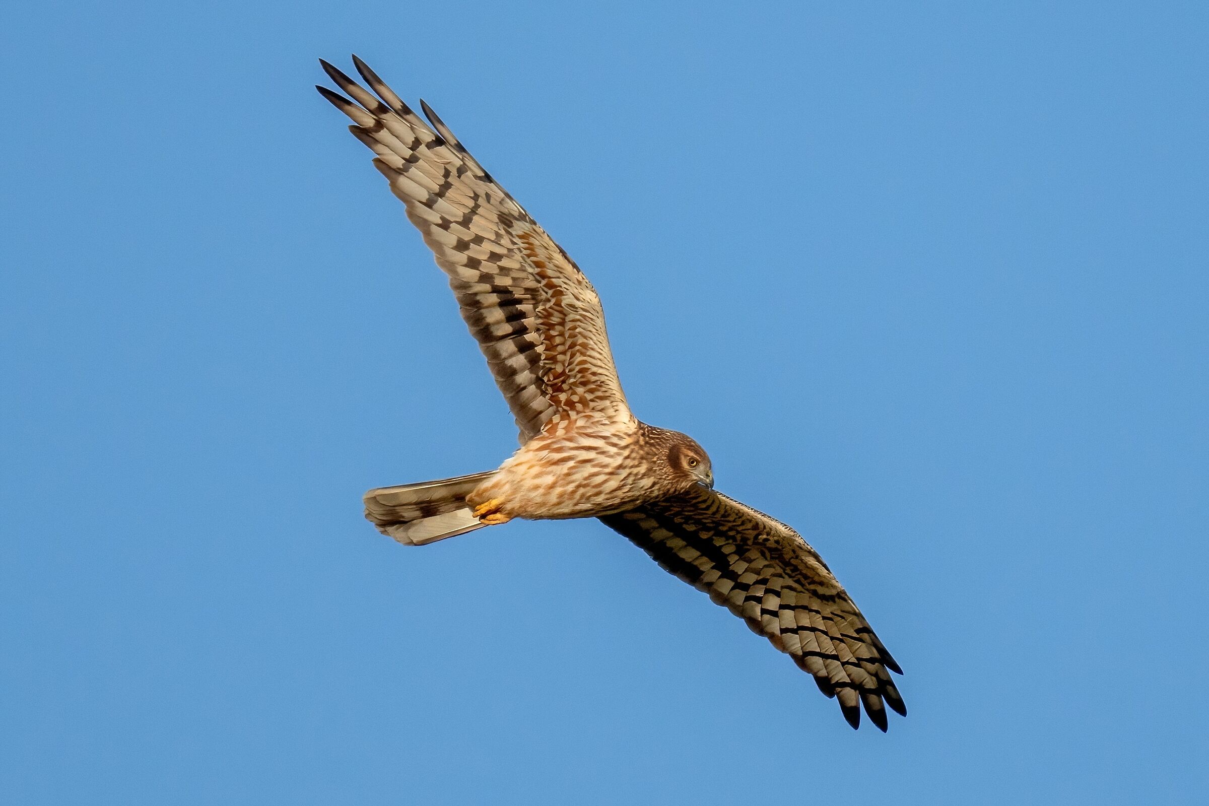 Montagu\'s Harrier (Circus pygargus) - female