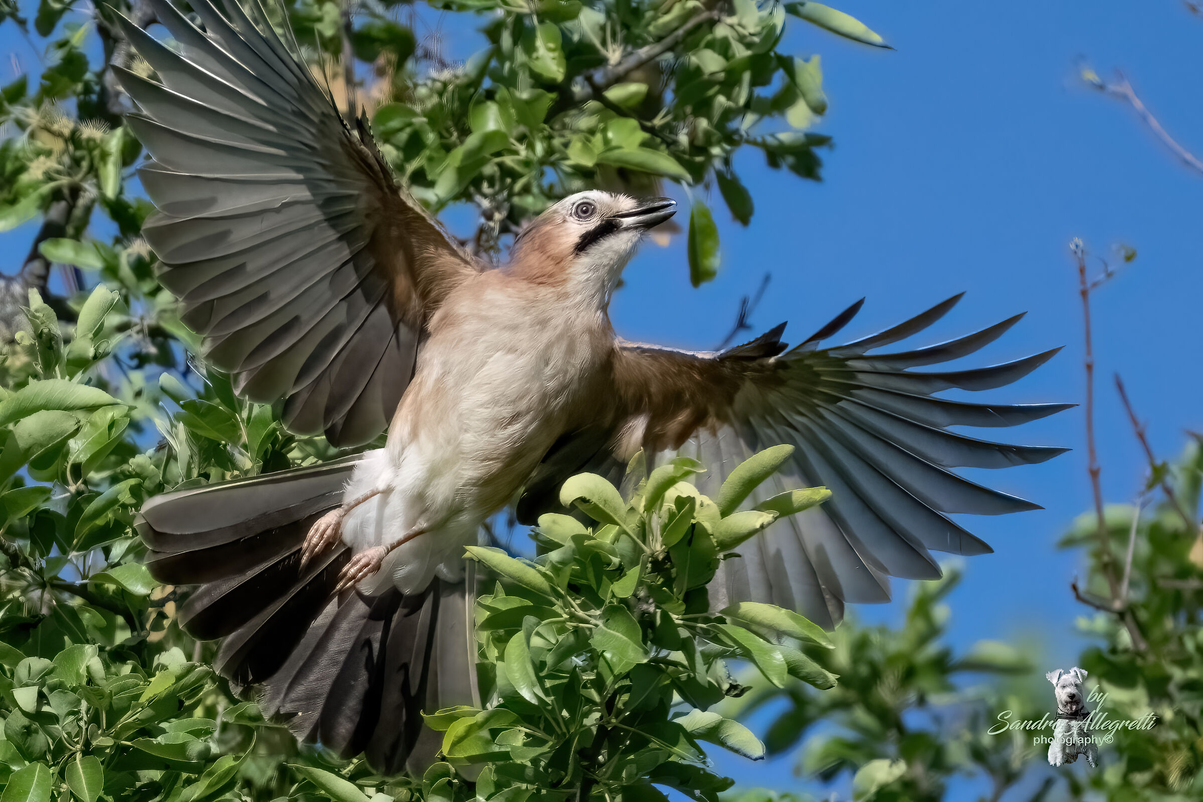 La ghiandaia (Garrulus glandarius)